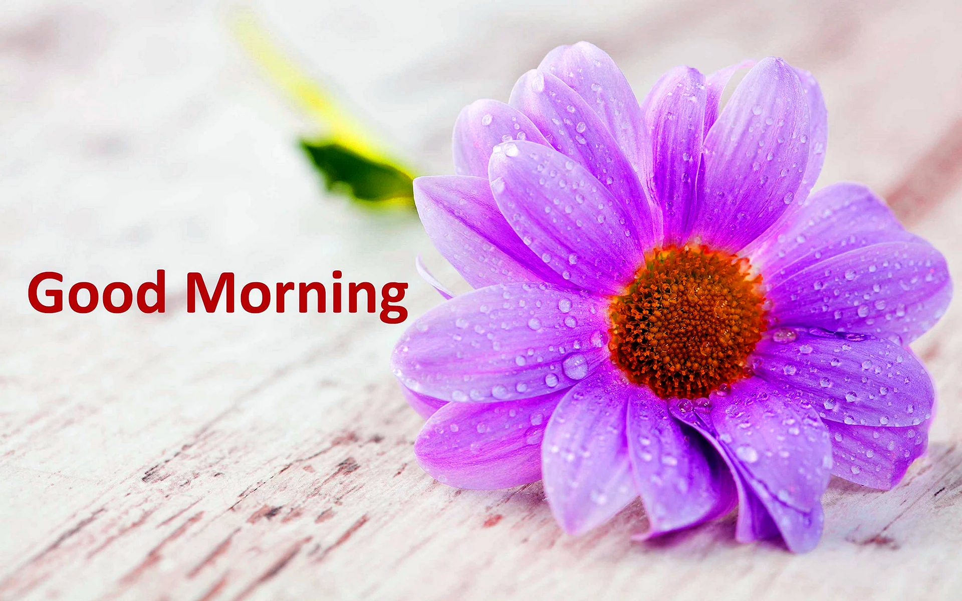 Good Morning Wishes With Beautiful Flowers Wallpapers - Free Good ...
