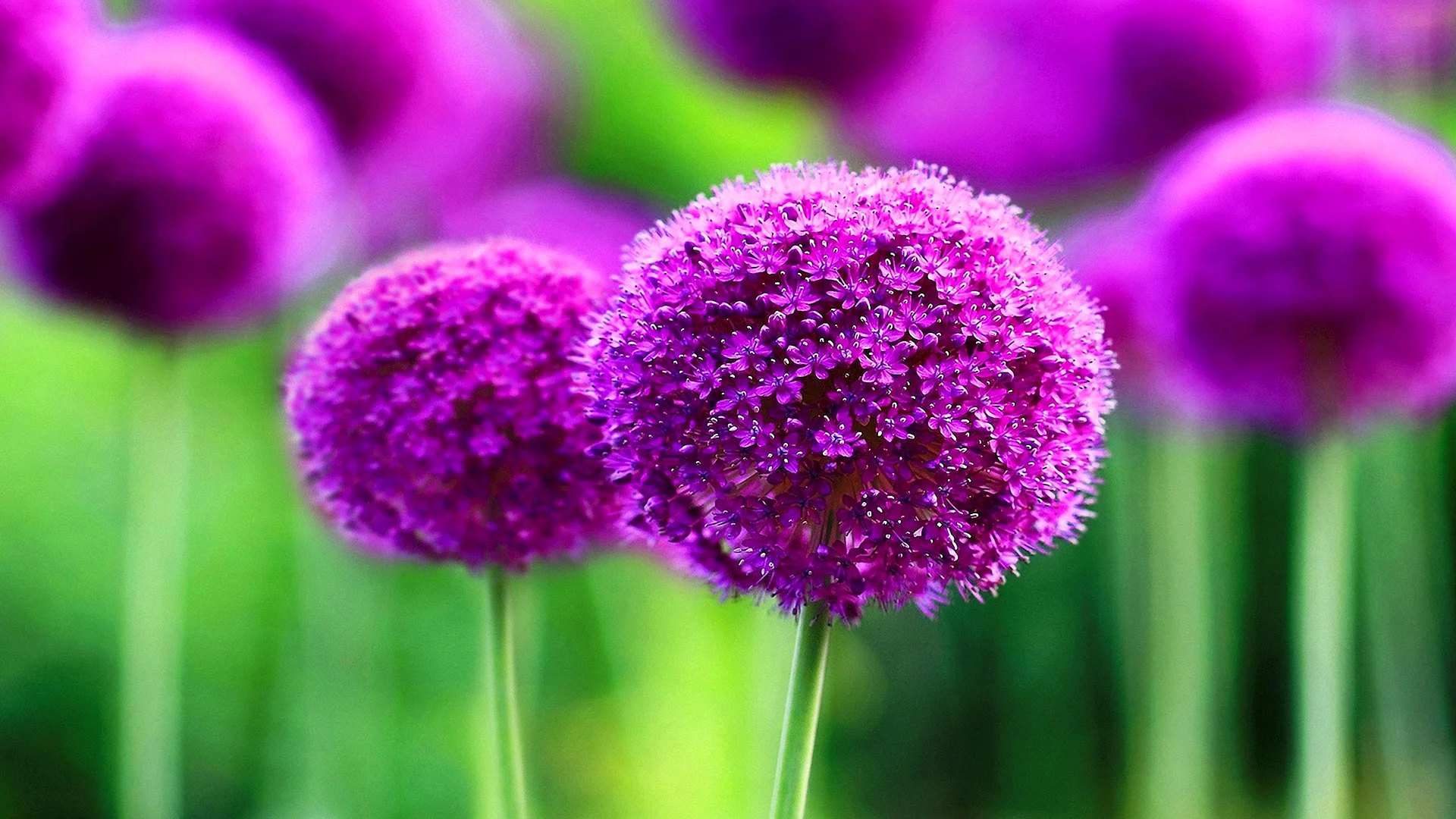 Beautiful Purple Flowers Wallpaper