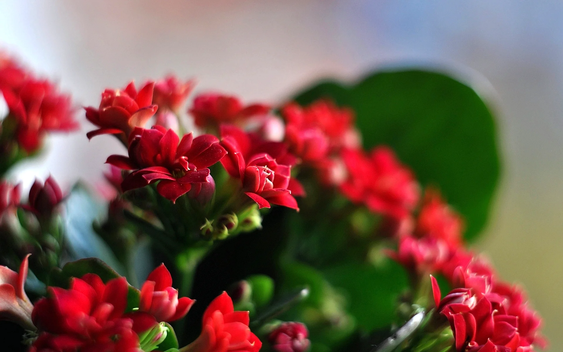 Beautiful Red Flowers Wallpaper