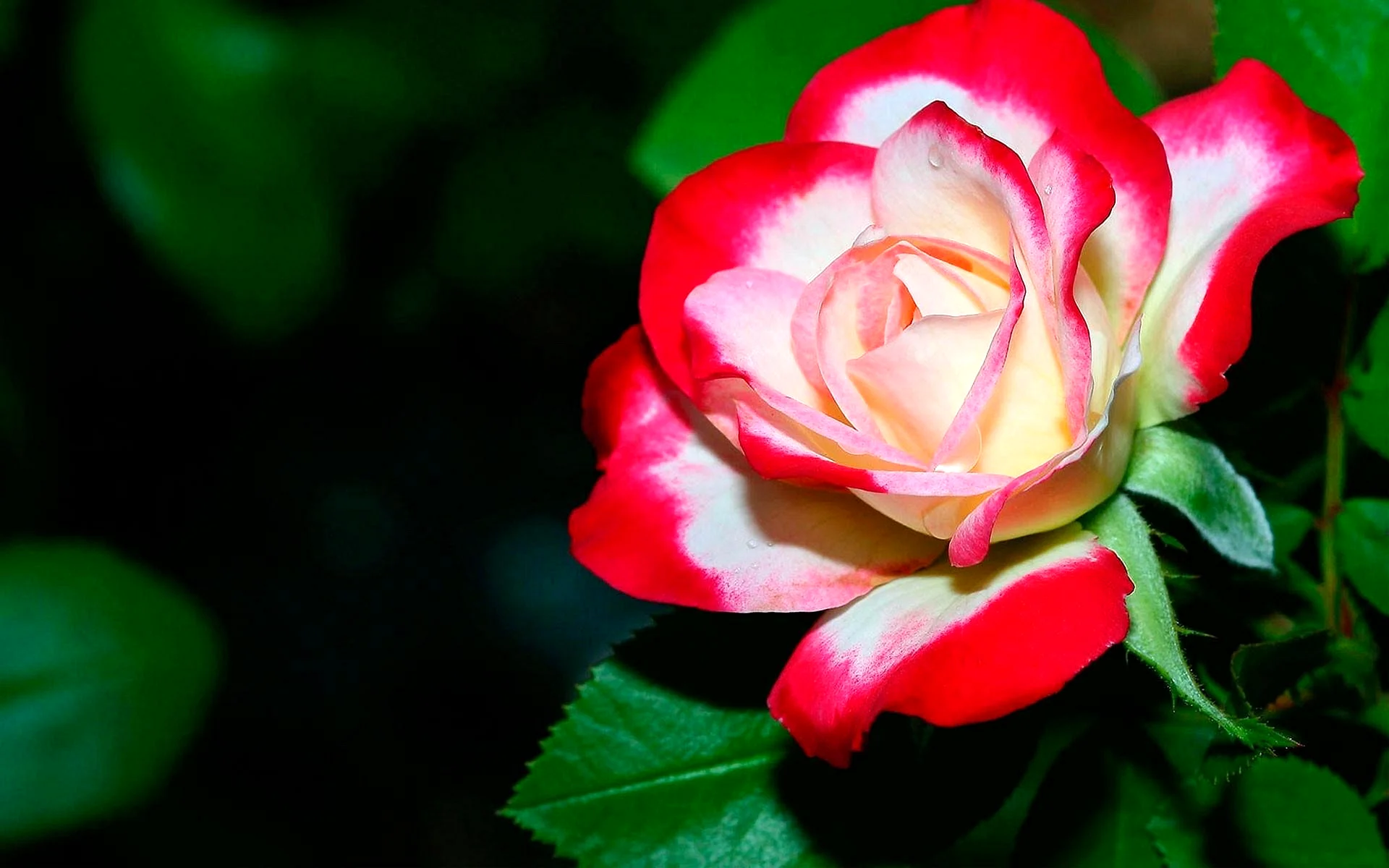 Beautiful Red Flowers Wallpaper