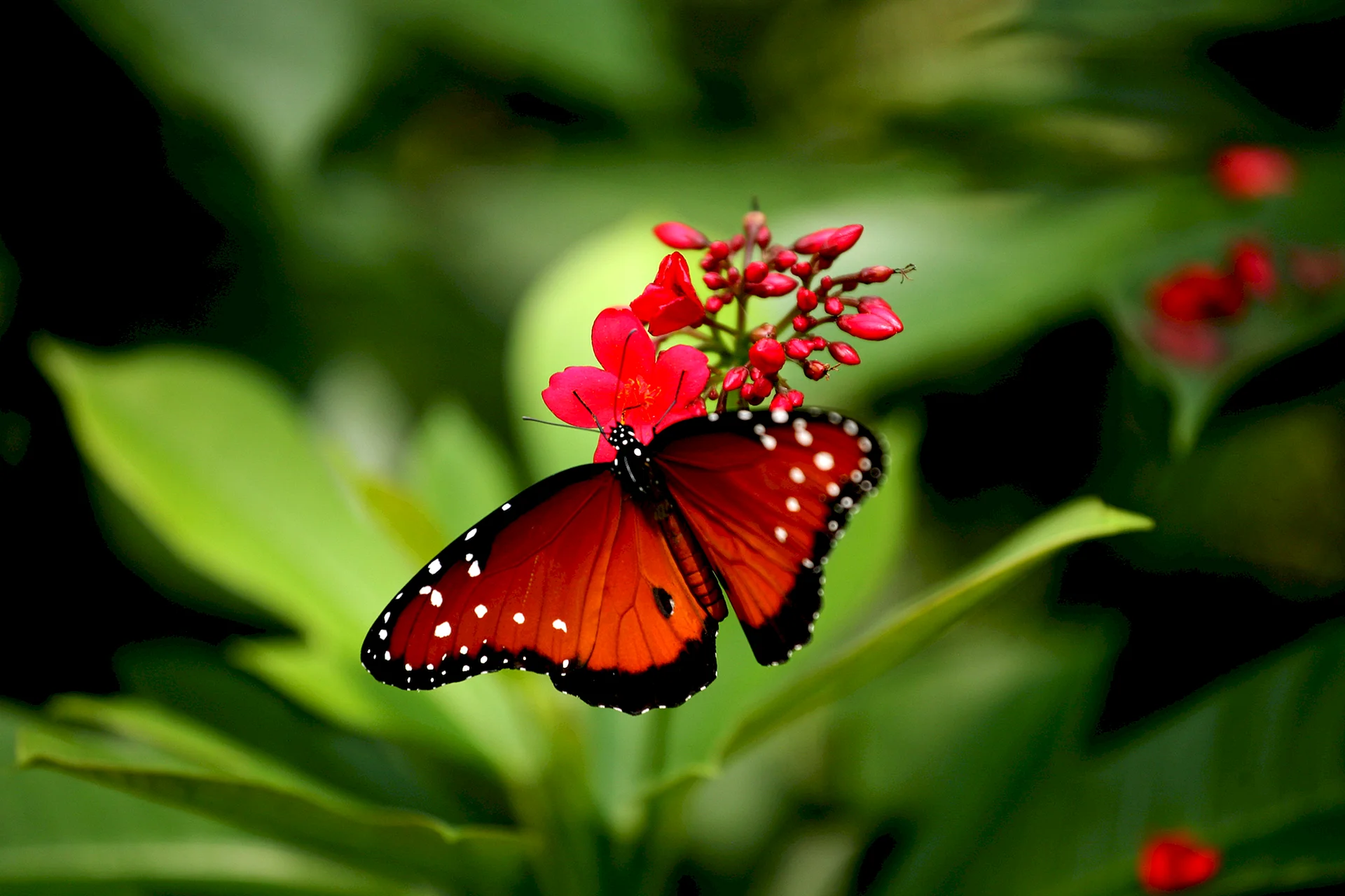 Beautiful Red Flowers Wallpaper