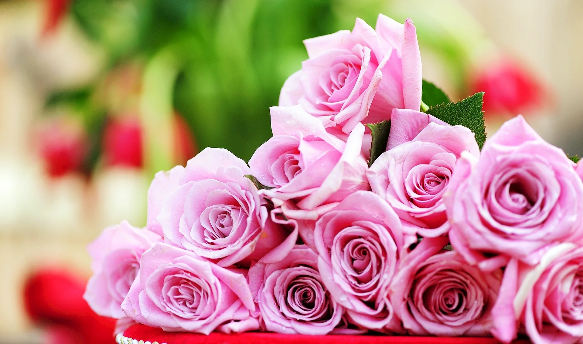 Beautiful Rose Flower Wallpaper