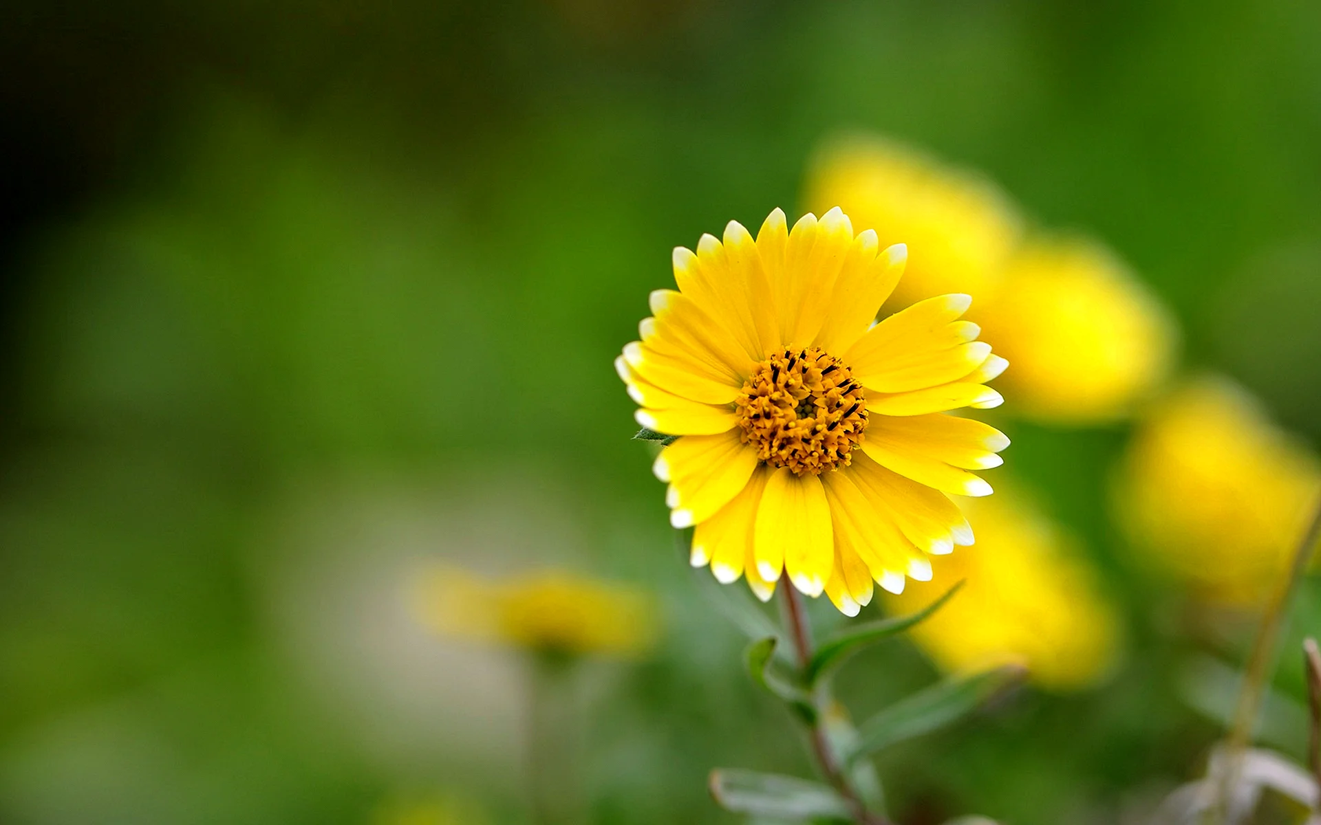 Beautiful Yellow Flowers Wallpaper