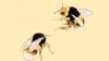 Bee Aesthetic Wallpaper