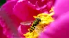 Bees Flowers Wallpaper