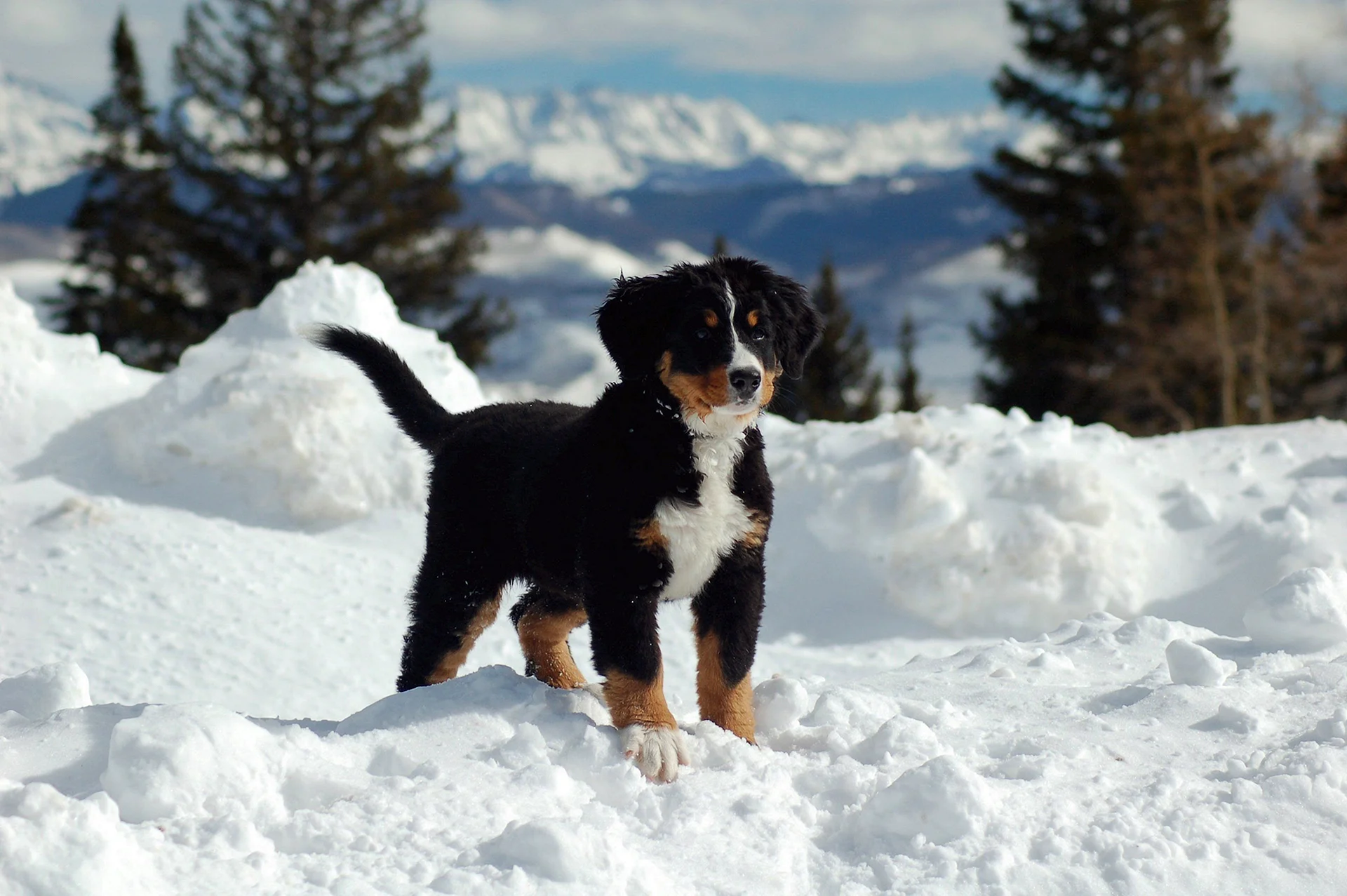 Bernese Mountain Dog Puppies Wallpaper