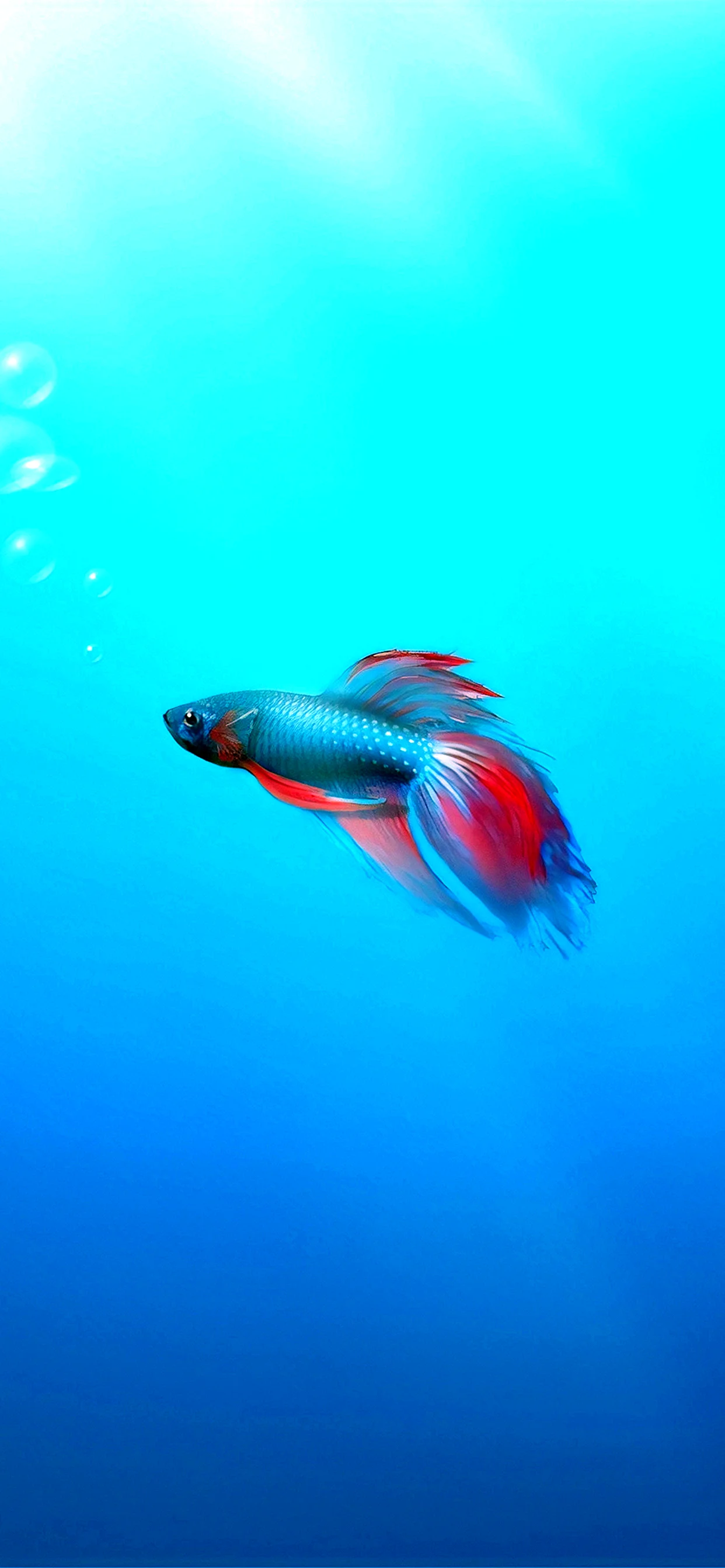 Betta Fish Windows 7 Wallpaper for iPhone 11 Pro Max