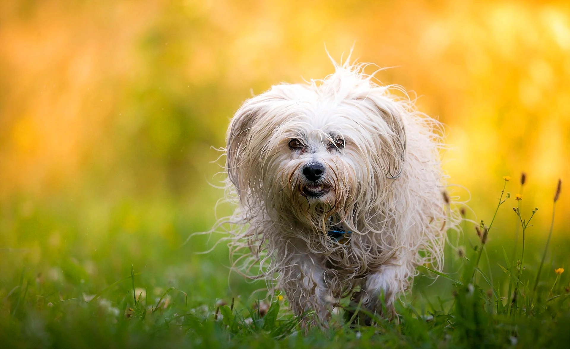 Bichon Frise Wallpaper