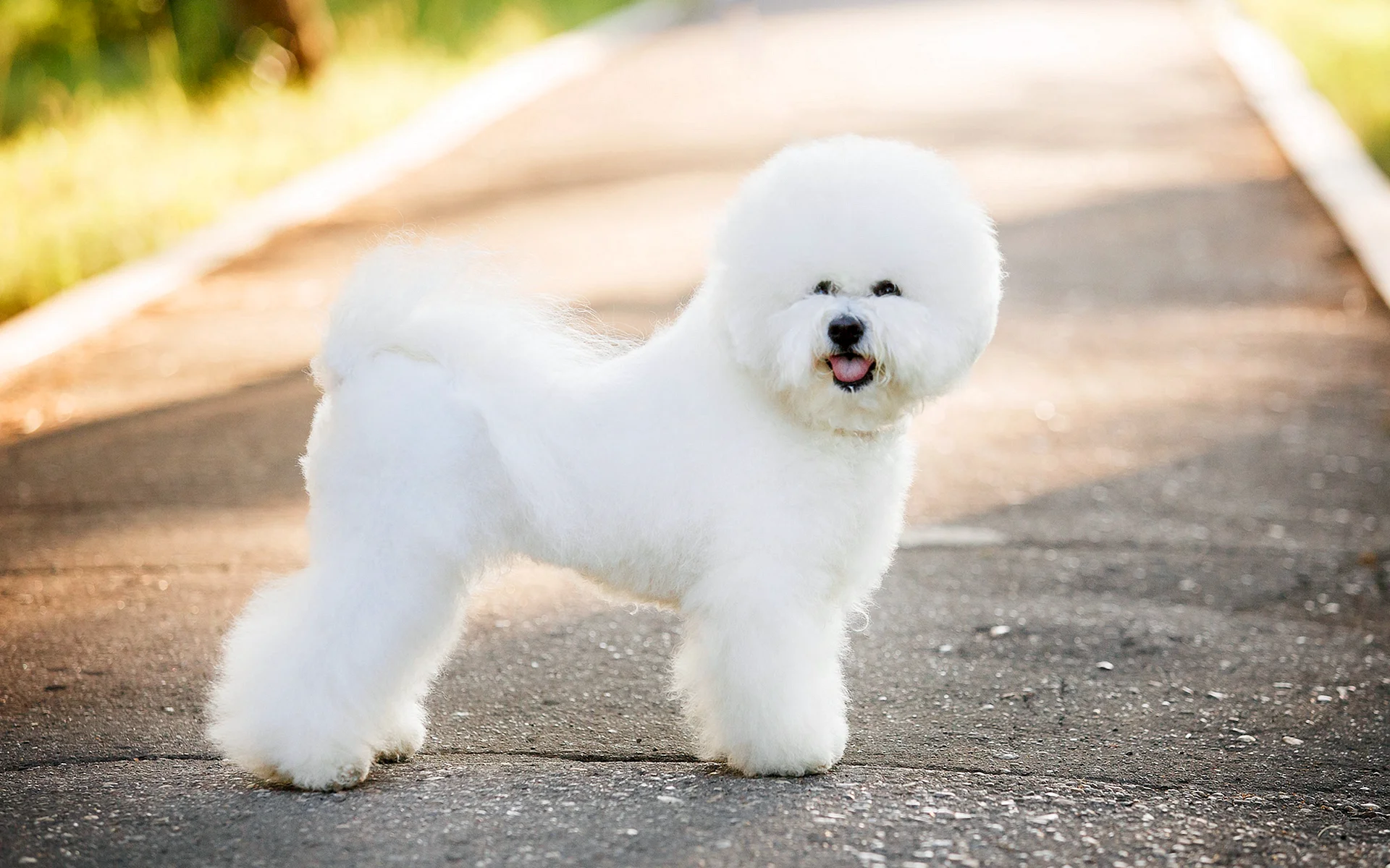 Bichon Frise Wallpaper