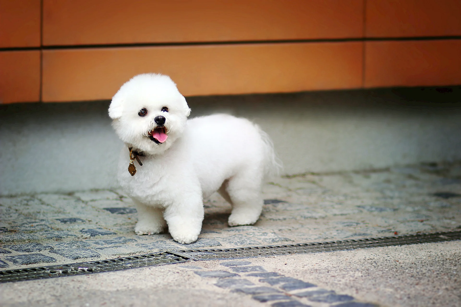 Bichon Frise Wallpaper