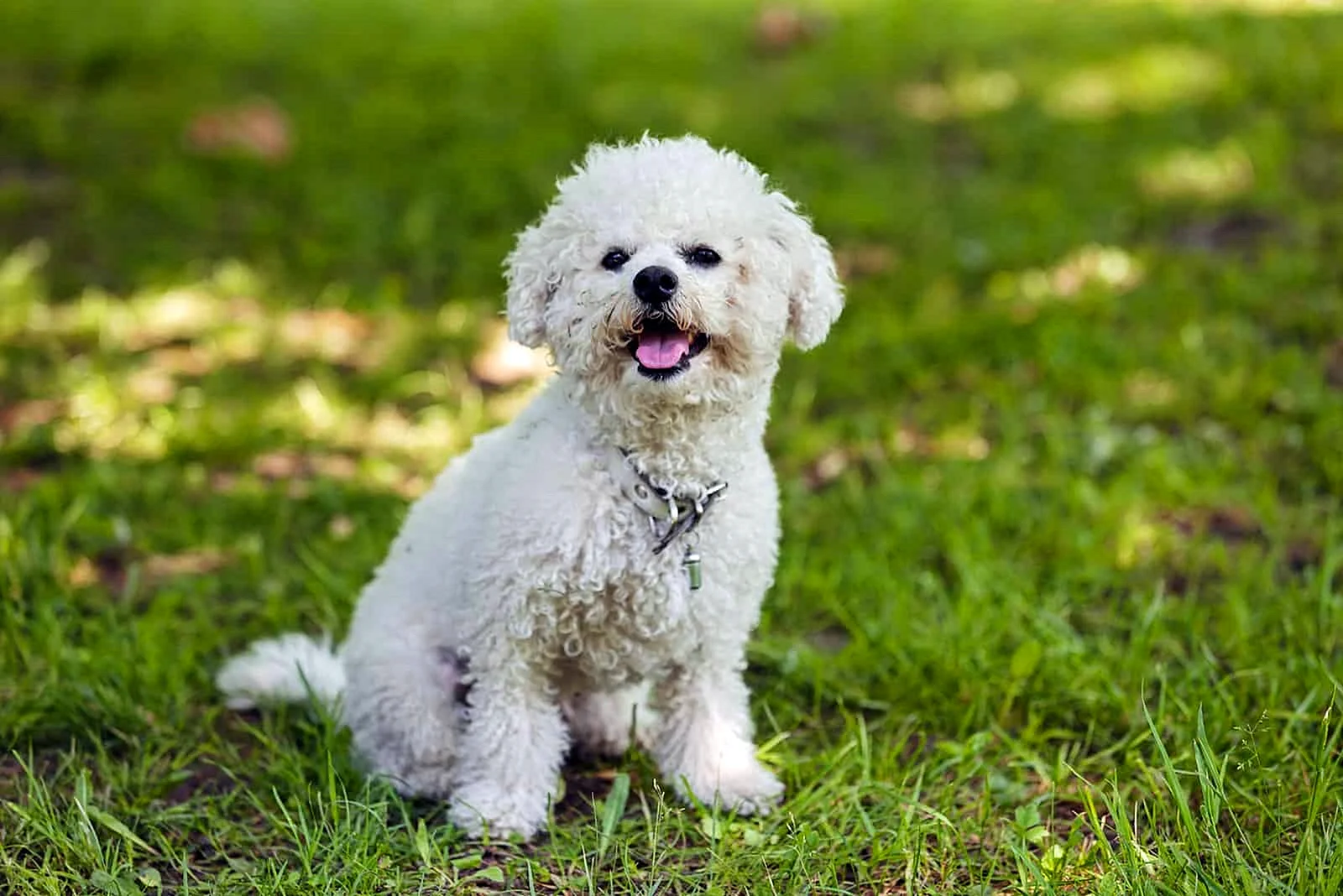 Bichon Frise Wallpaper