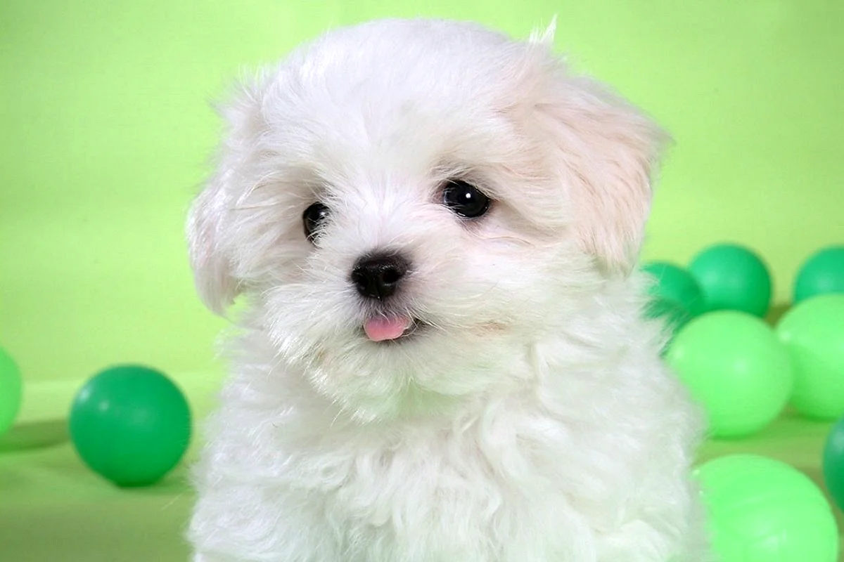 Bichon Frise Wallpaper