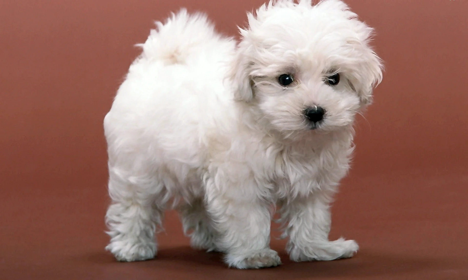 Bichon Frise Wallpaper