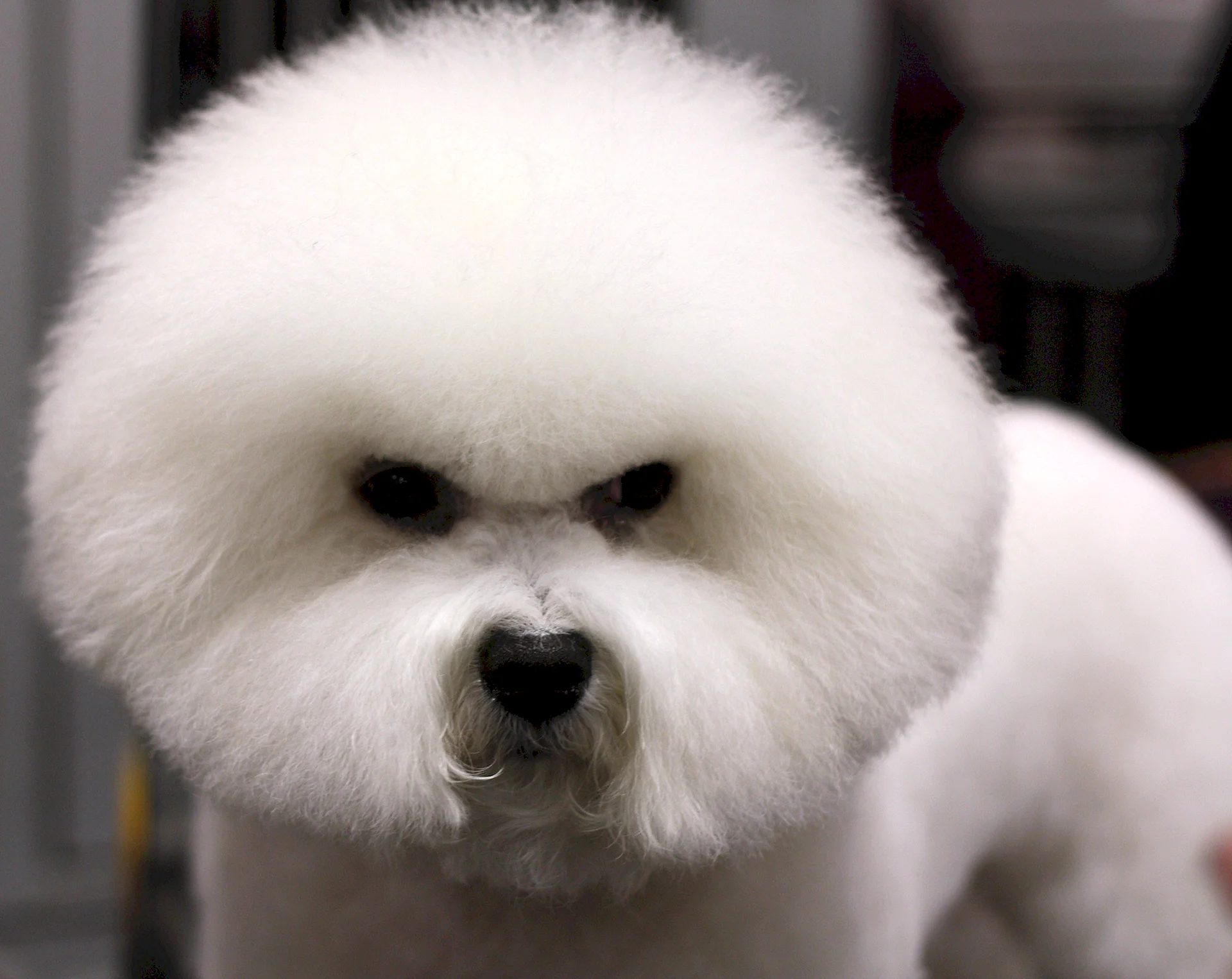 Bichon Frise Wallpaper