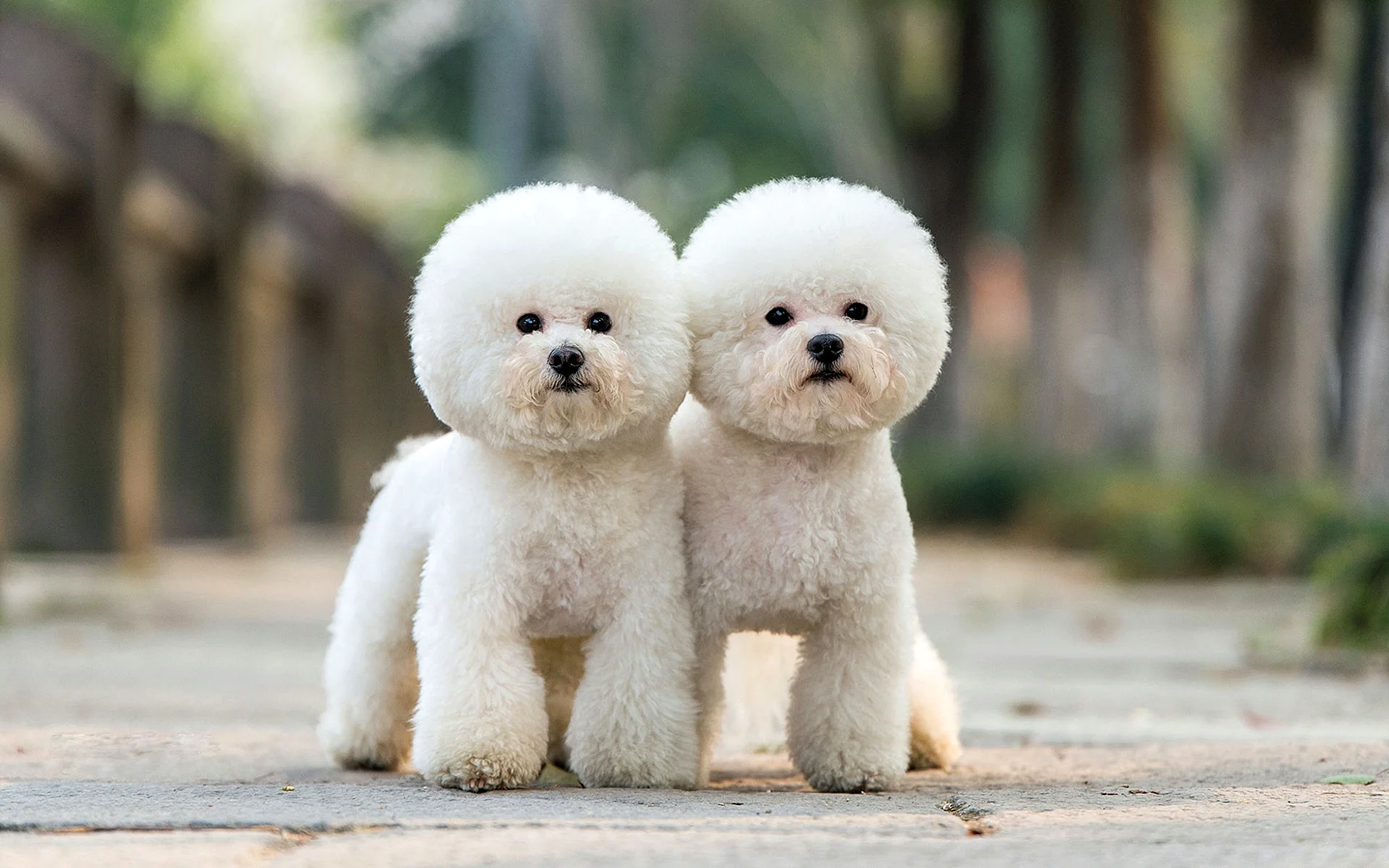 Bichon Frise Wallpaper