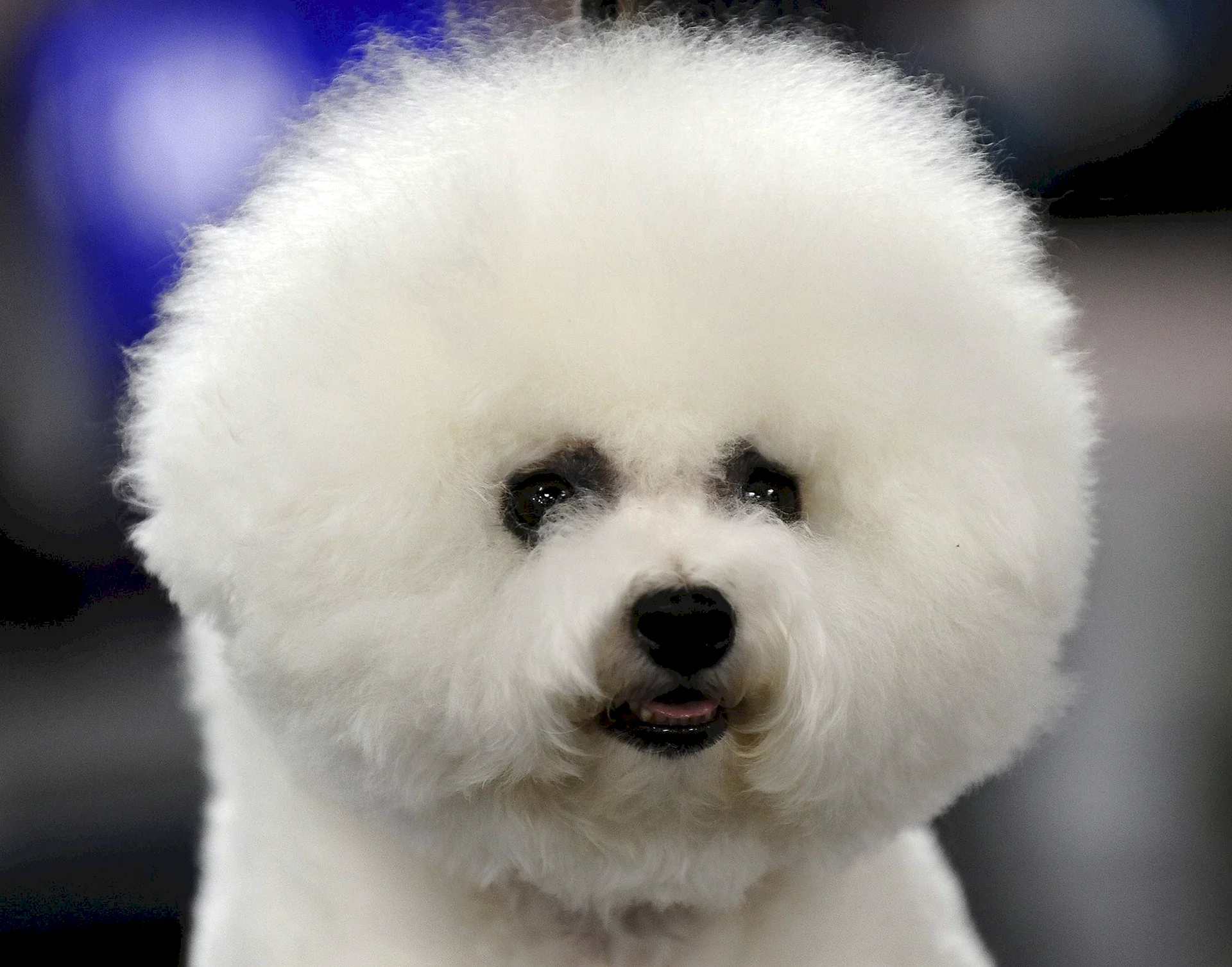 Bichon Frise Dog Wallpaper