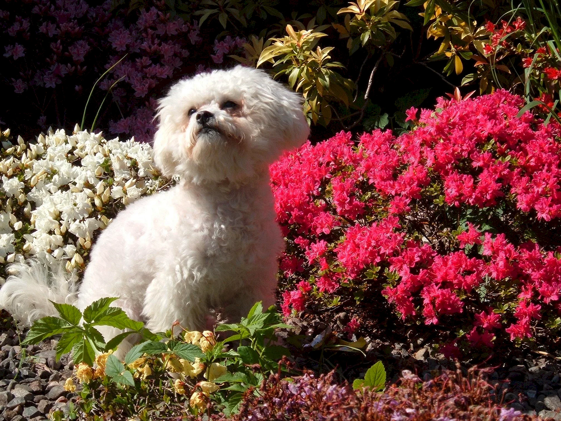 Bichon Frise Flower Wallpaper