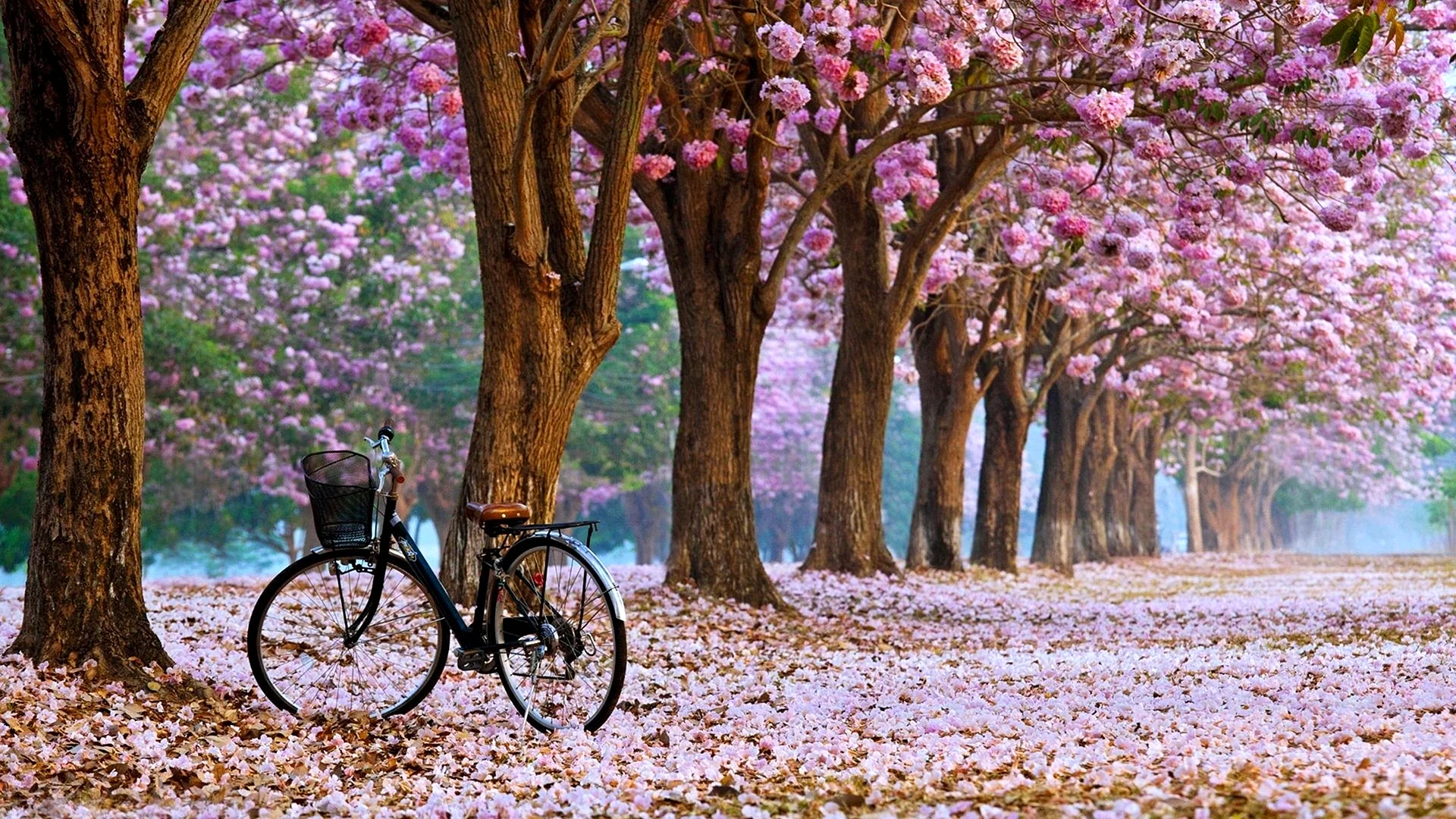 Bicycle For Earth Wallpaper