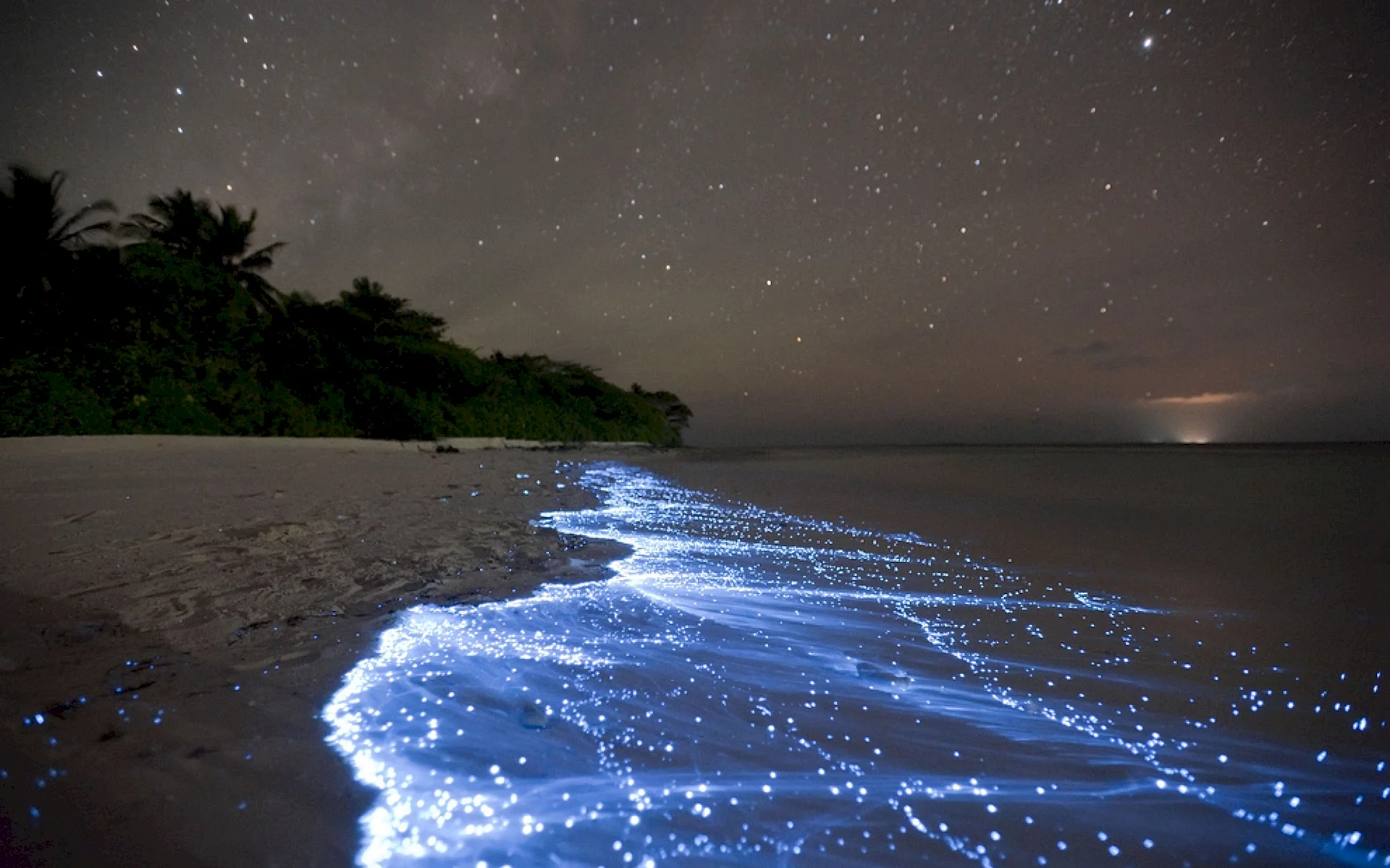Bioluminescent Bay Puerto Rico Wallpaper
