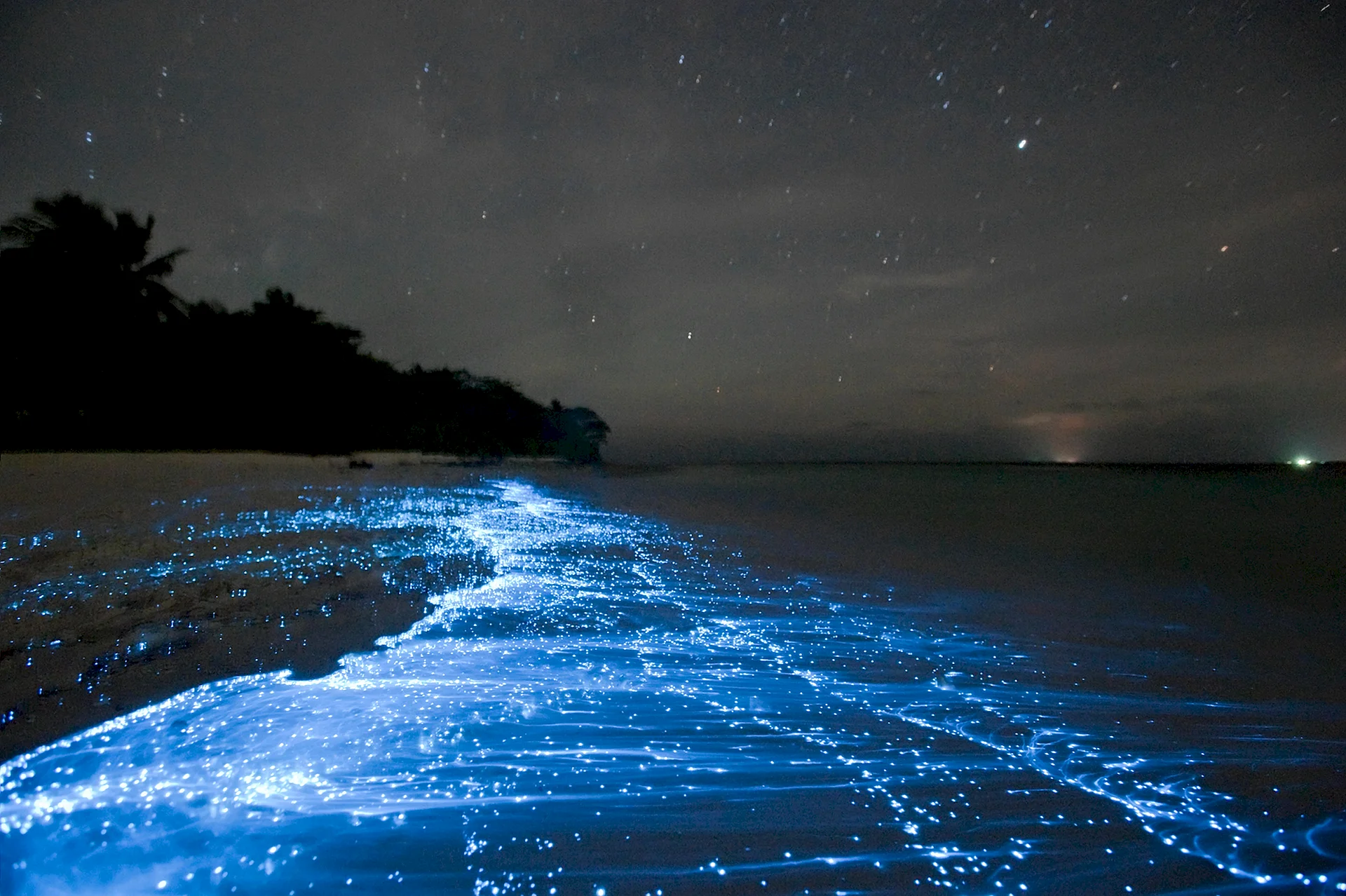 Bioluminescent Plankton Wallpaper