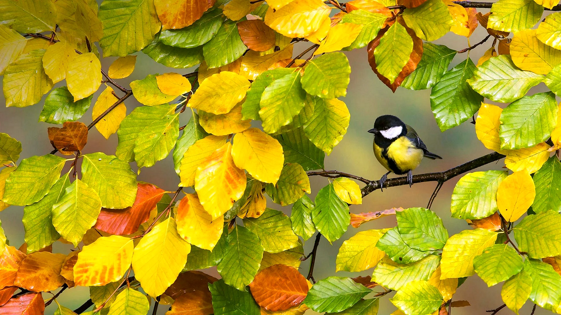 Bird Falling Wallpaper