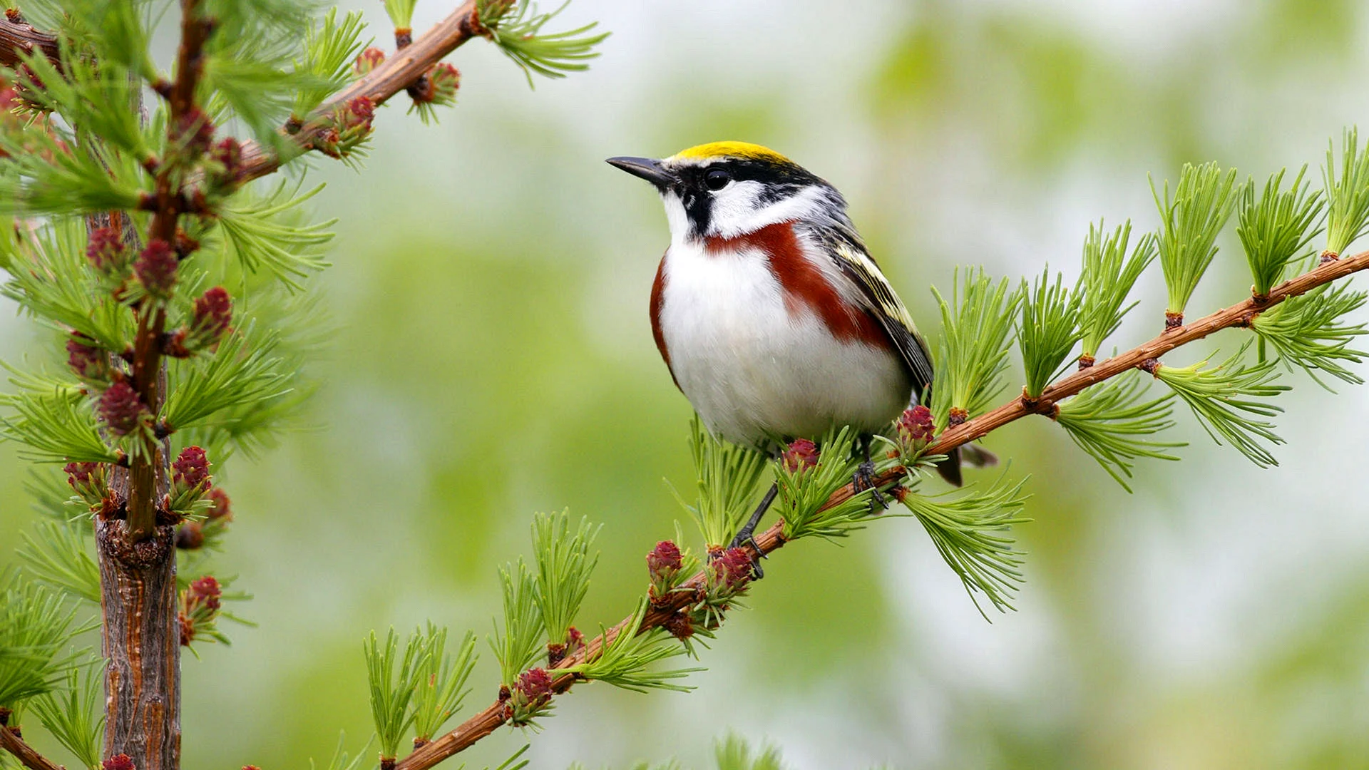 Bird Forest Wallpaper