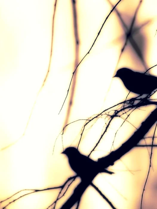 Bird Silhouette Wallpaper
