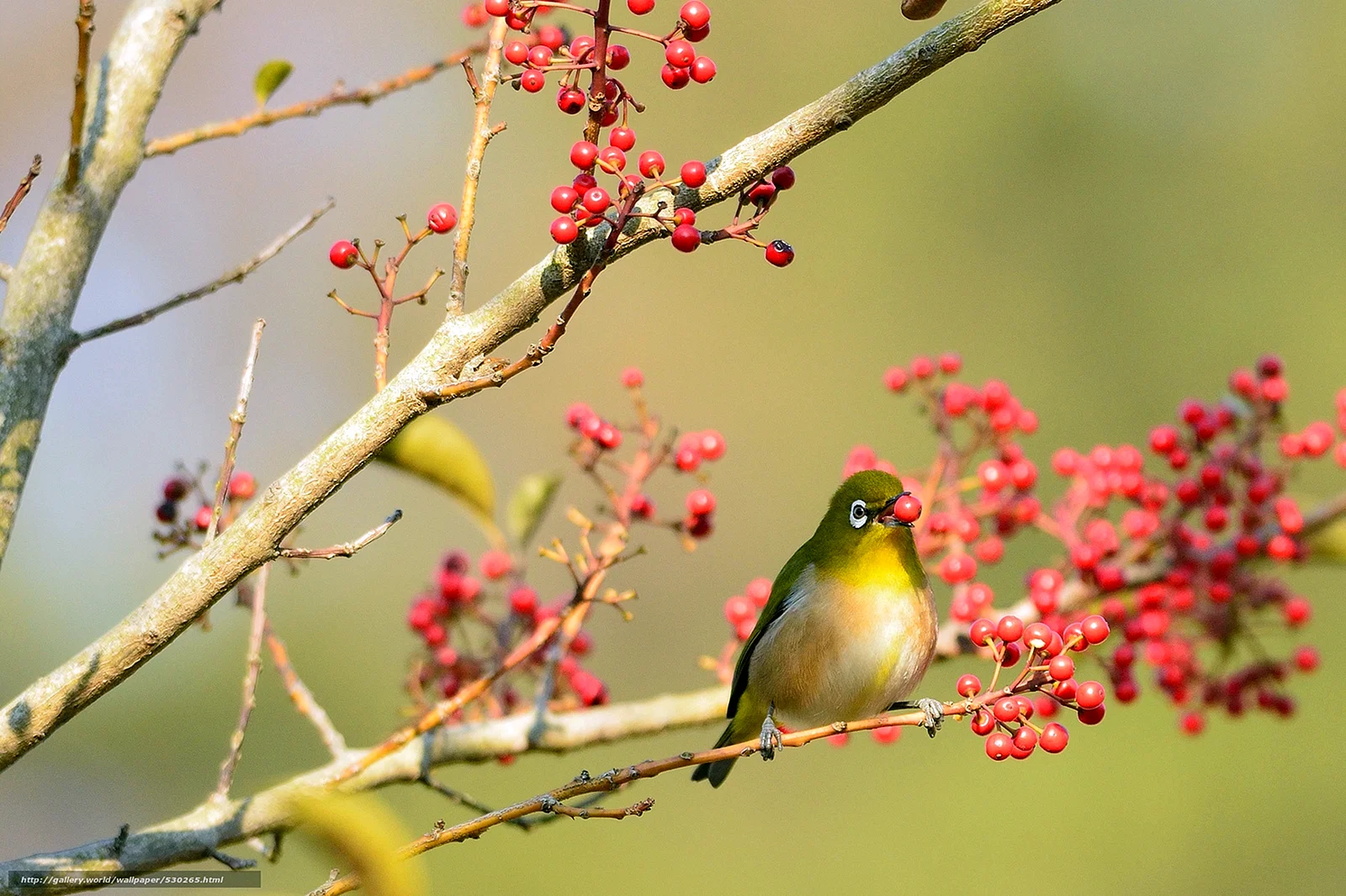 Bird Tree Wallpaper