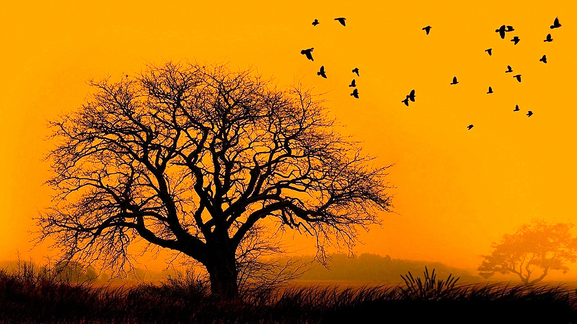 Bird Tree Wallpaper