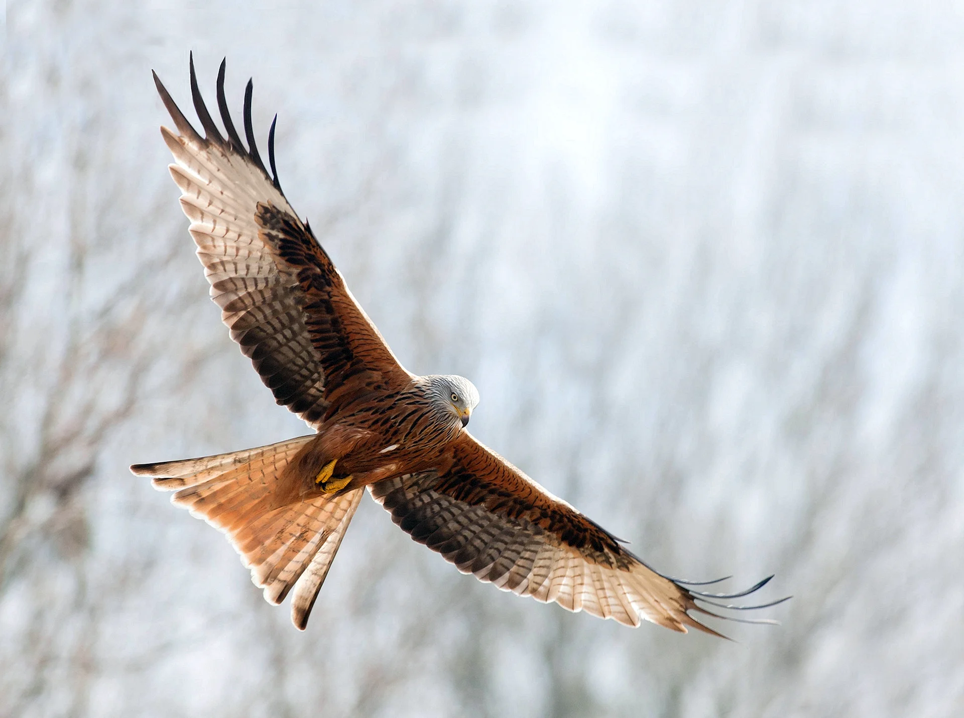 Bird Wing Wallpaper