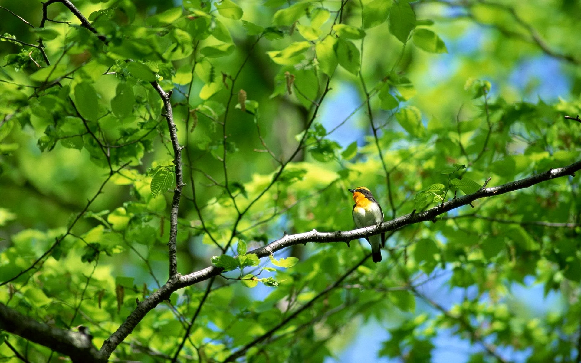 Birds In Tree Wallpaper