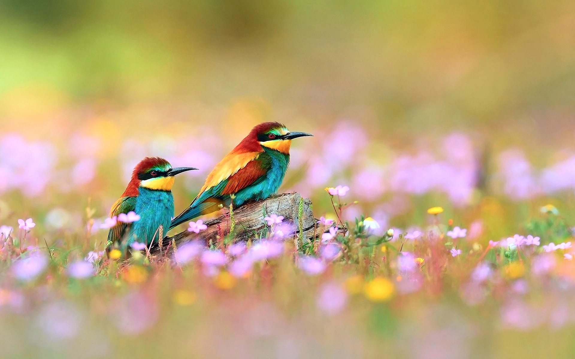 Birds Wallpaper