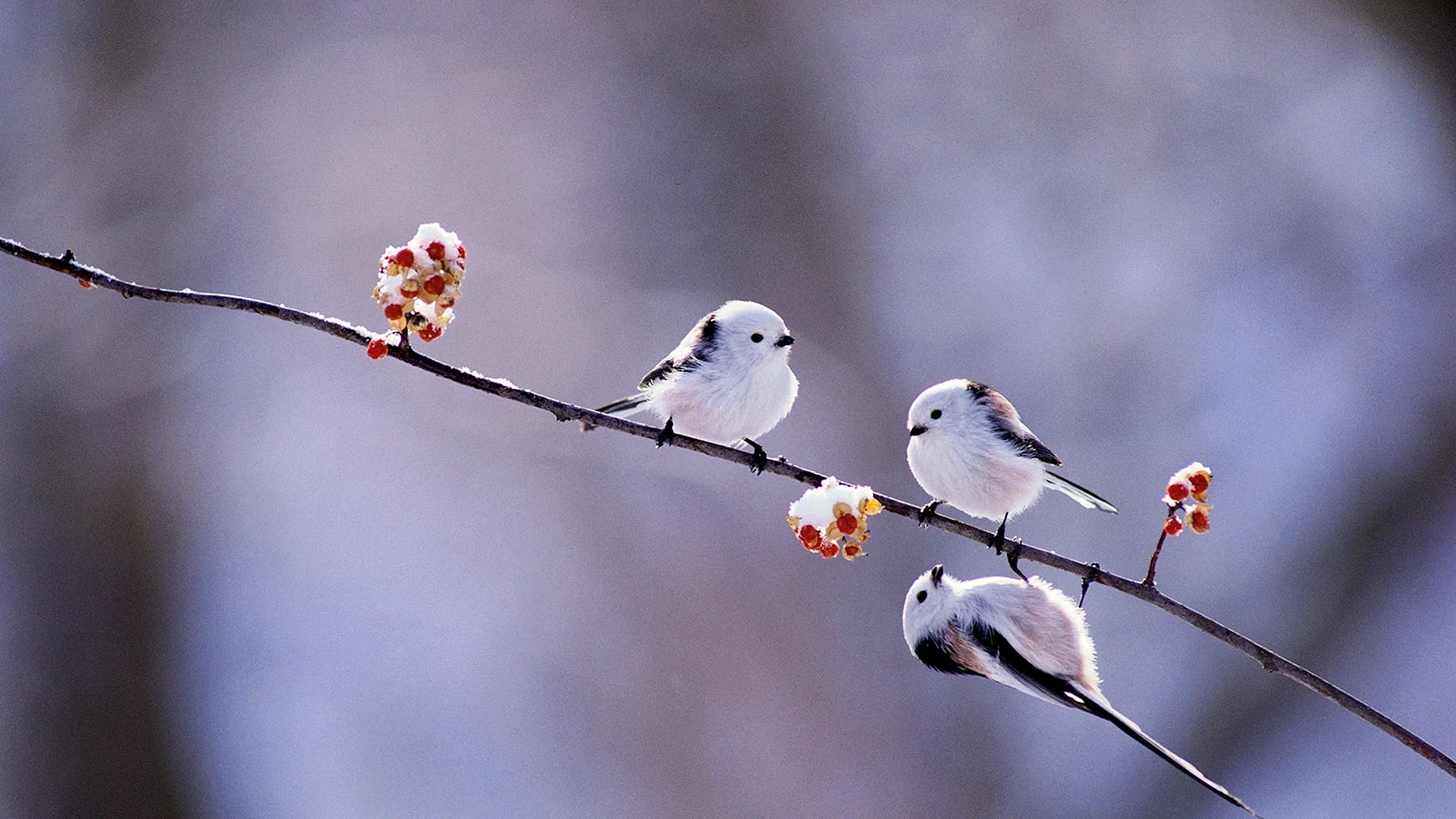 Birds Wallpaper