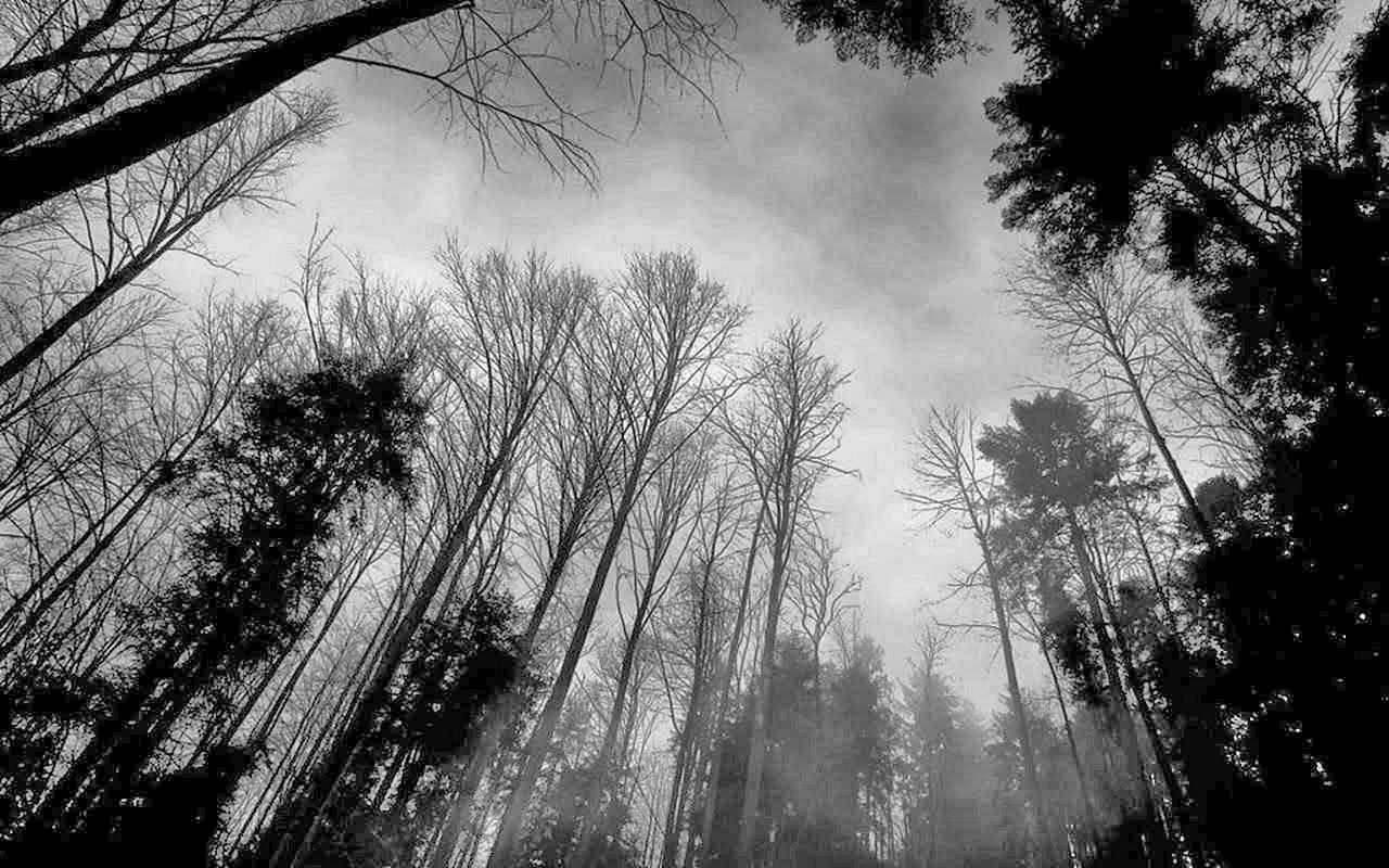 стим черный лес фото 83