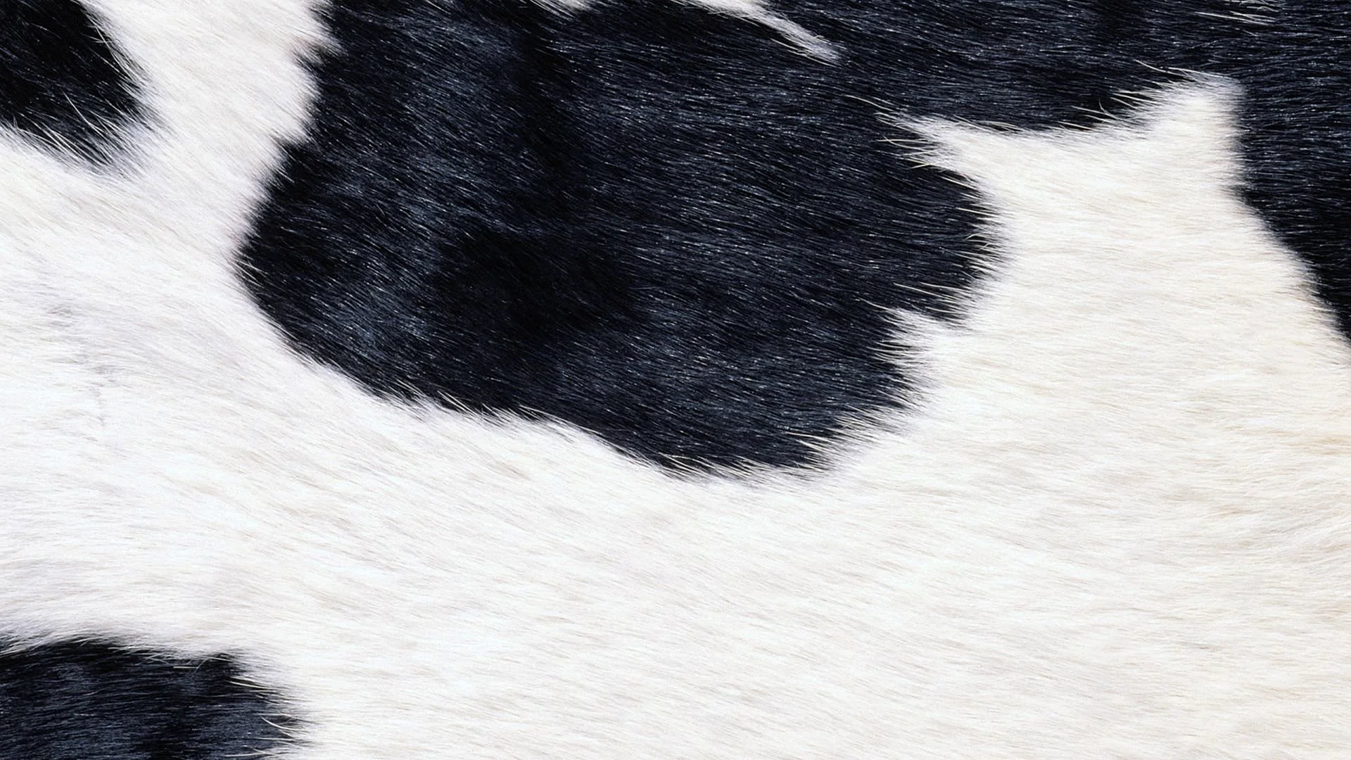 Black And White Cow Print Wallpaper