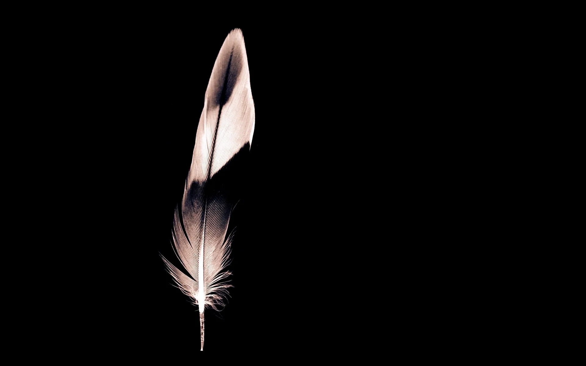 Black And White Feather Wallpaper
