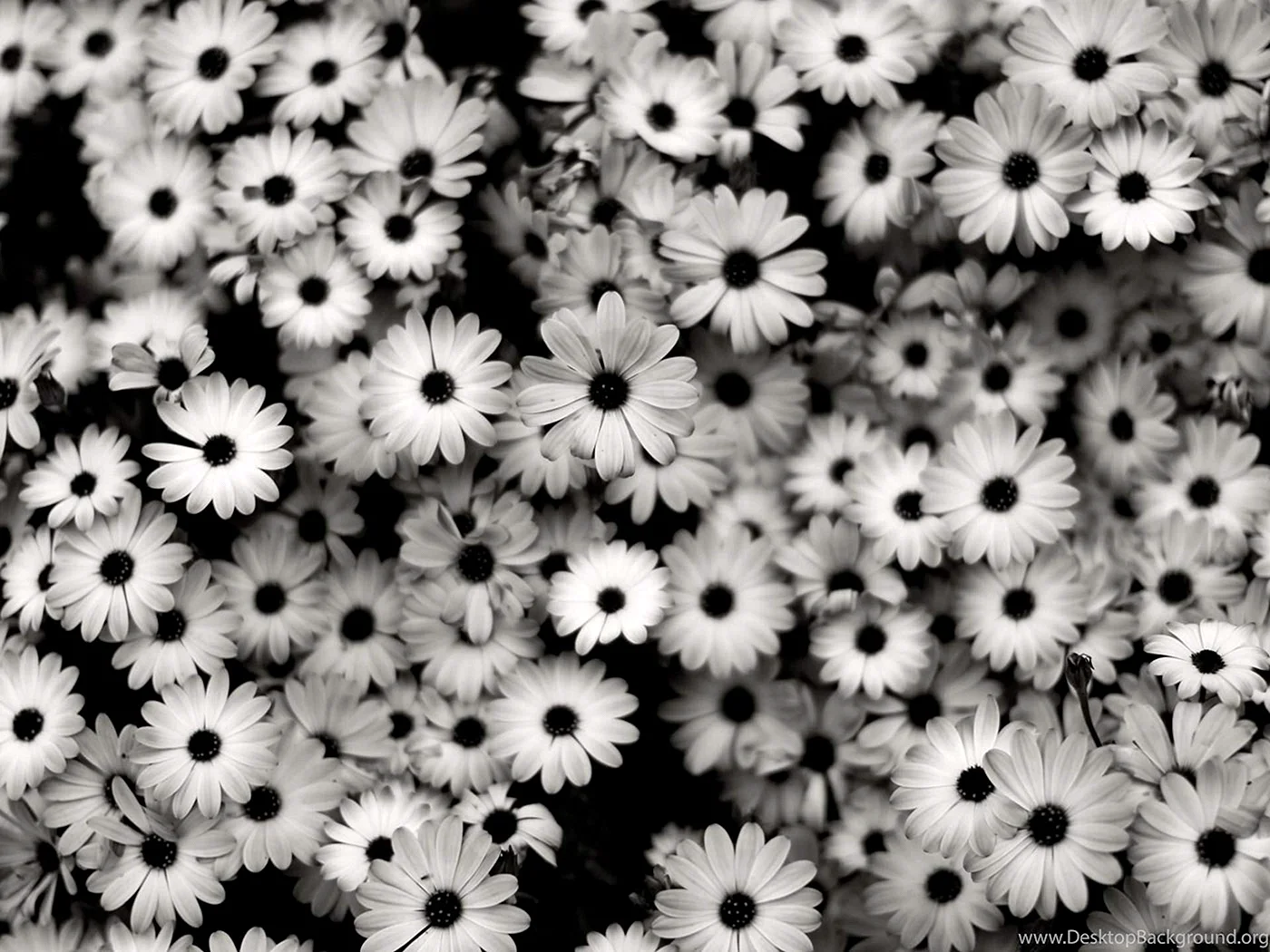 Black and White Flower Wallpaper