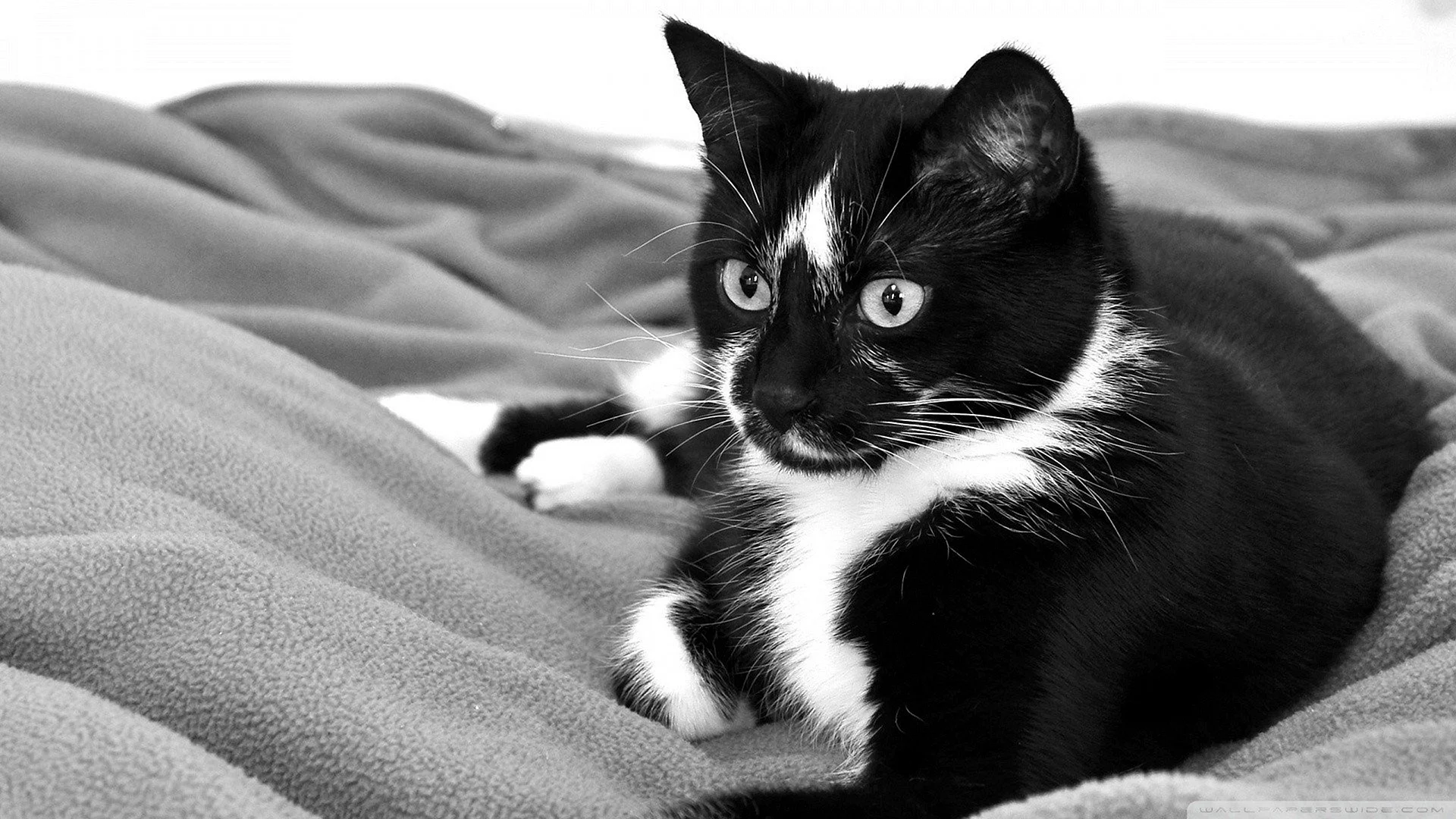 Black and White Kitten Wallpaper