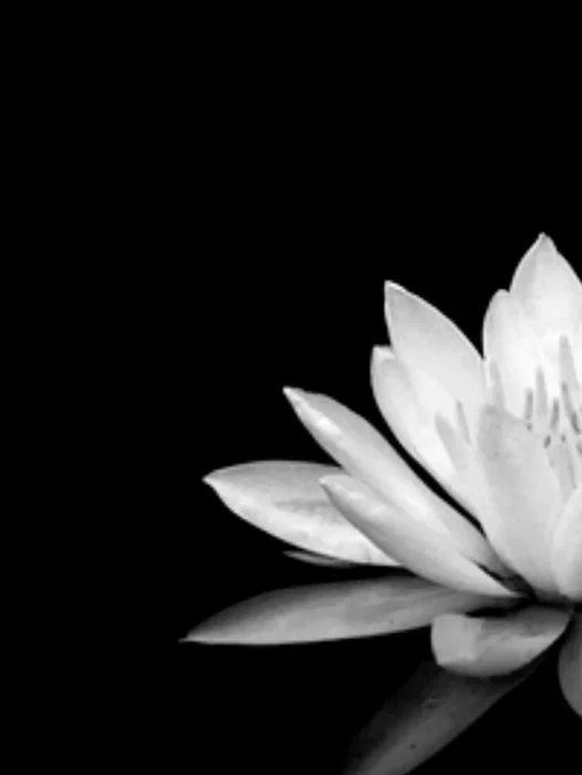 Black and White Lotus Flower Wallpaper