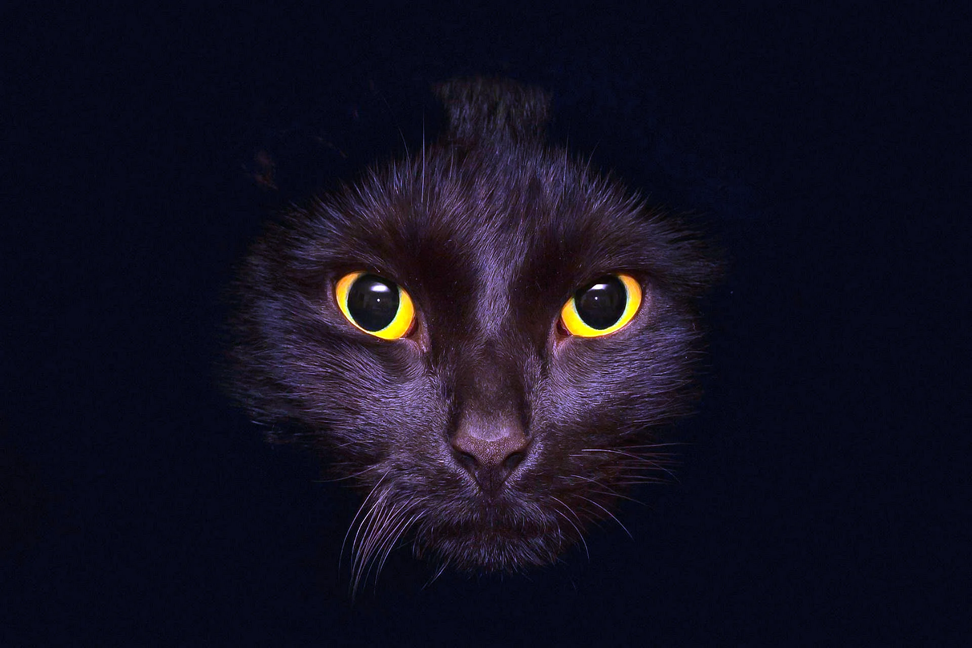 Black Cat Wallpaper