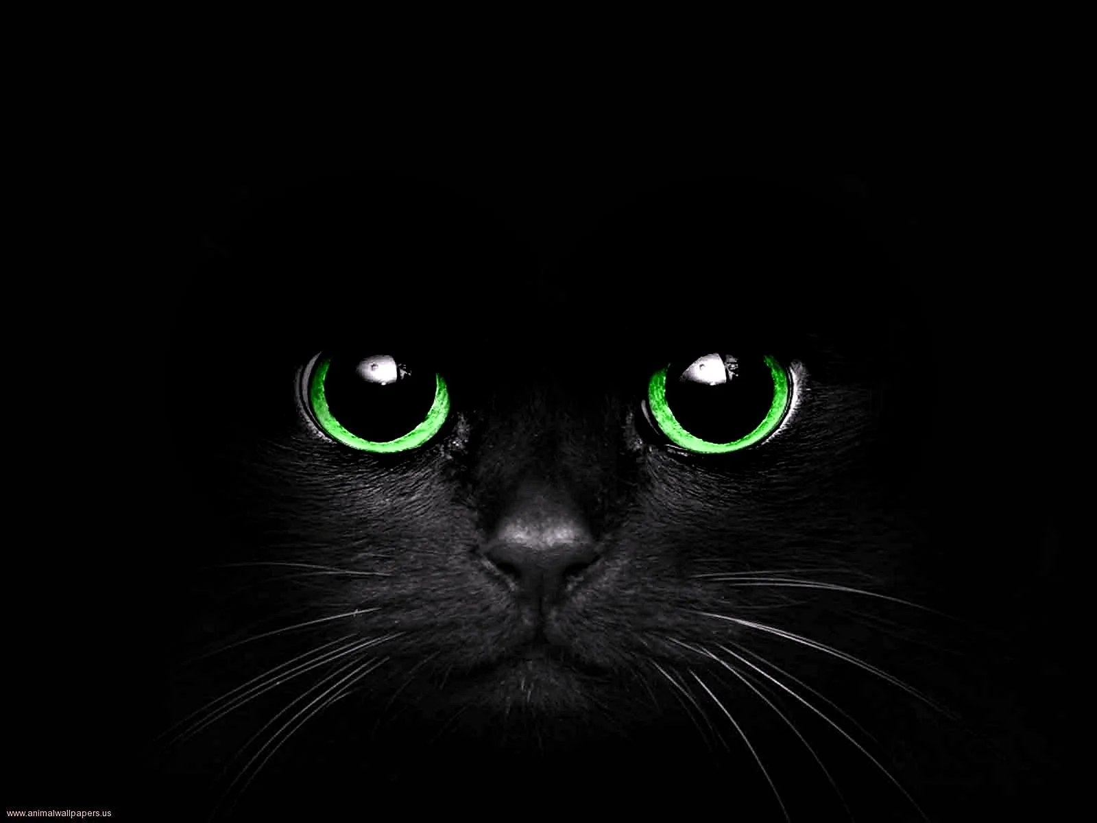 Black Cat Eyes Wallpaper