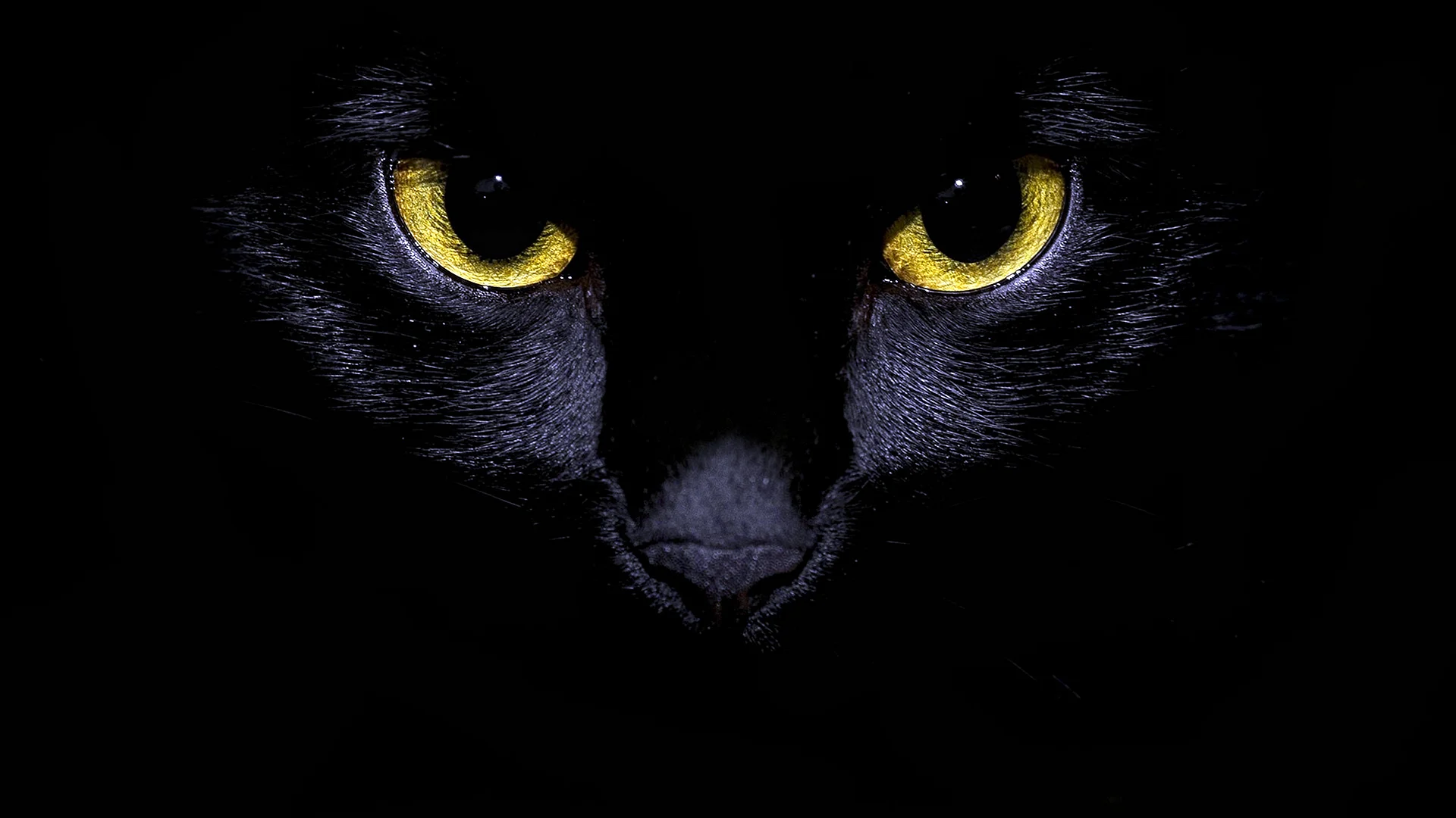 Black Cat Eyes Wallpaper