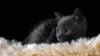 Black Cat Kitten Wallpaper