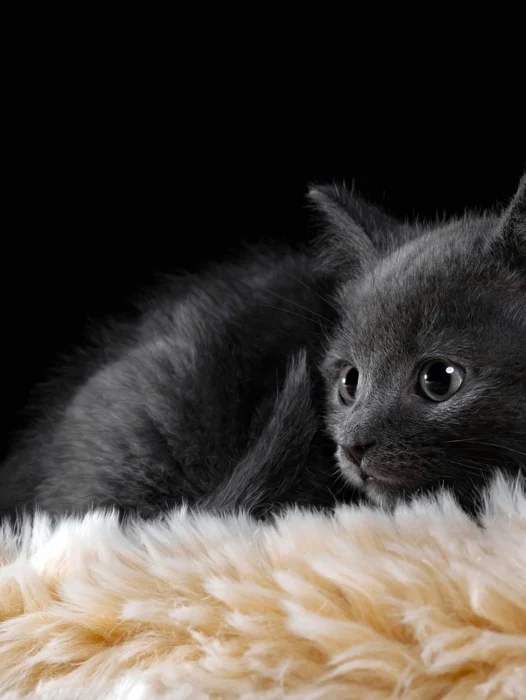 Black Cat Kitten Wallpaper