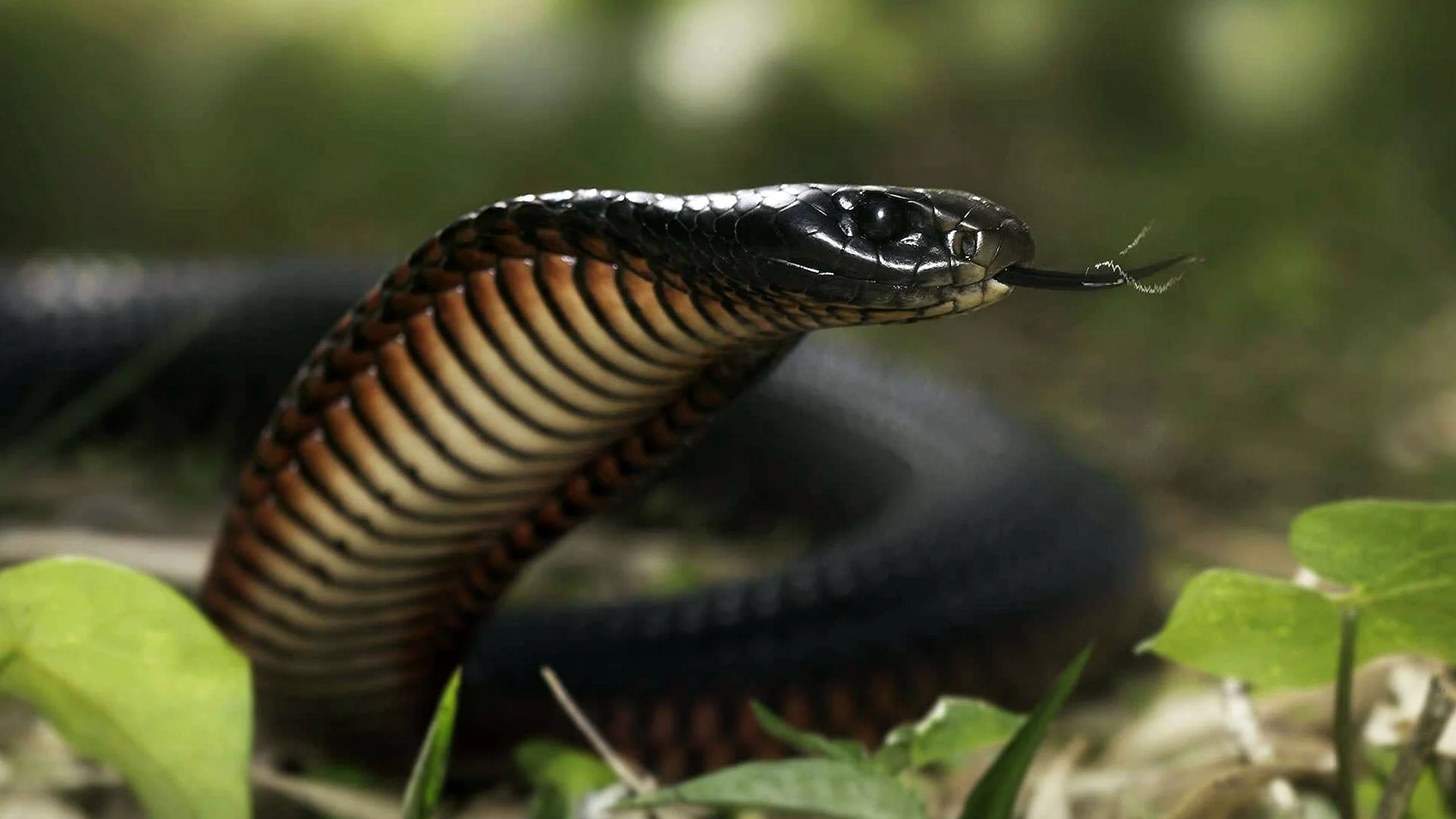 Black Cobra Snake Wallpaper