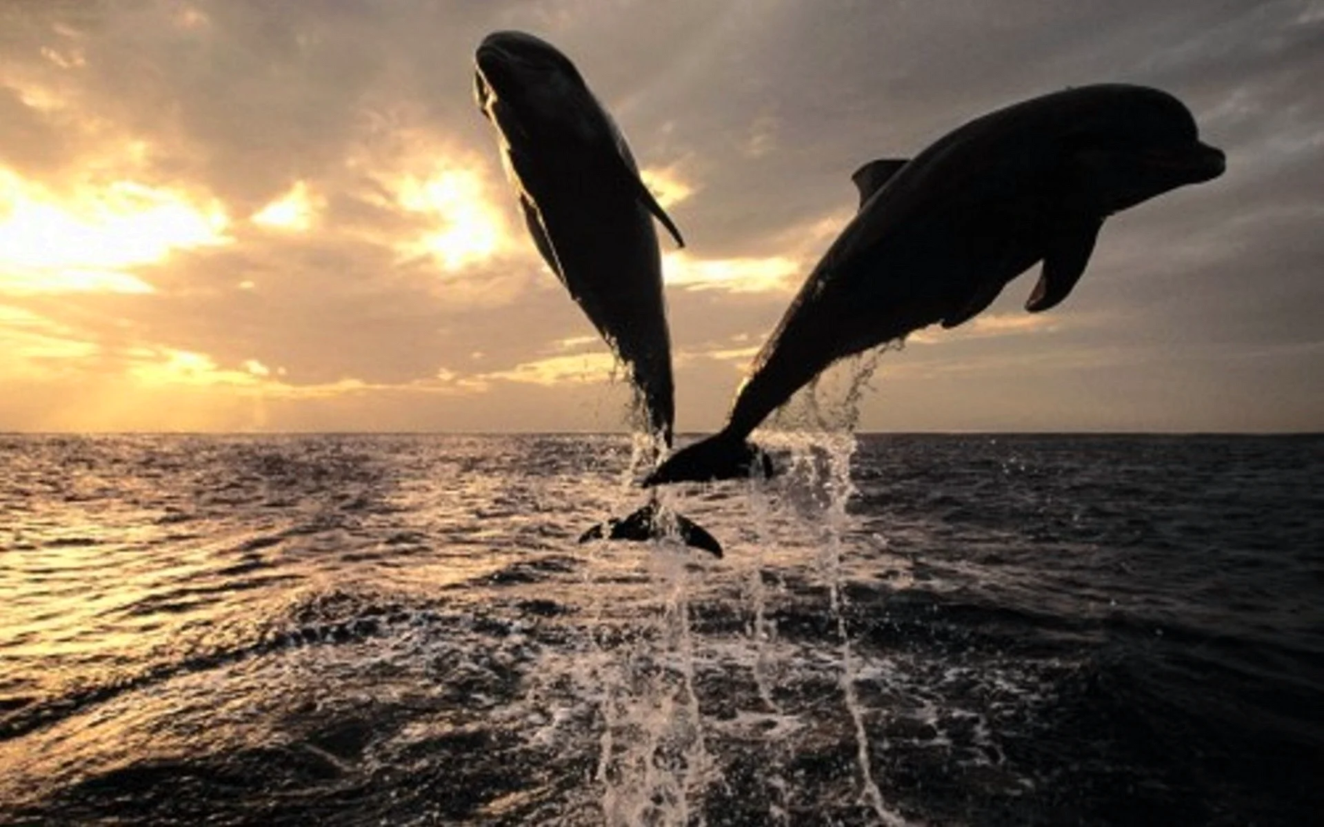 Black Dolphin Jump Wallpaper