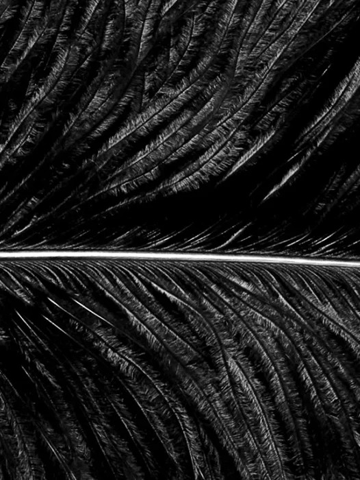 Black Feather Wallpaper