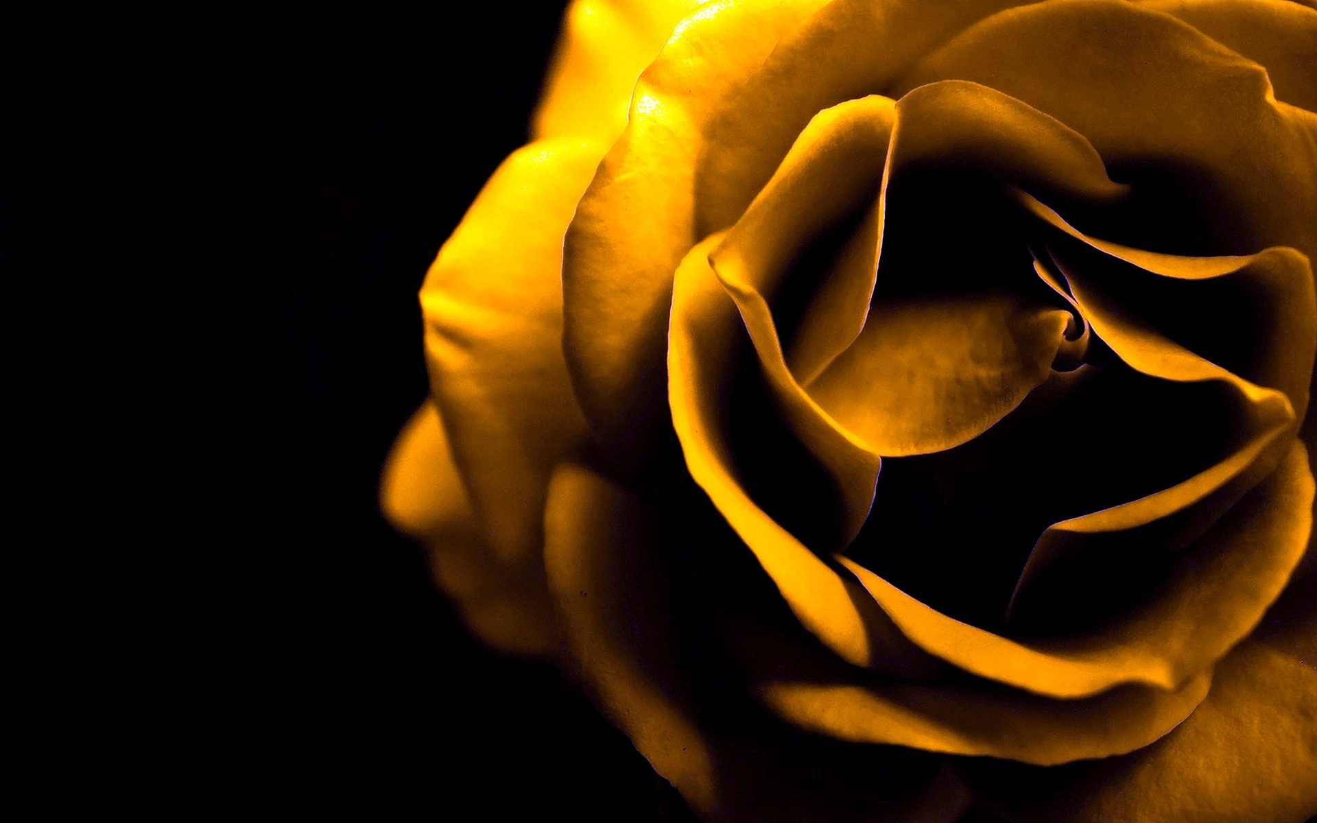 Black Gold Rose Wallpaper