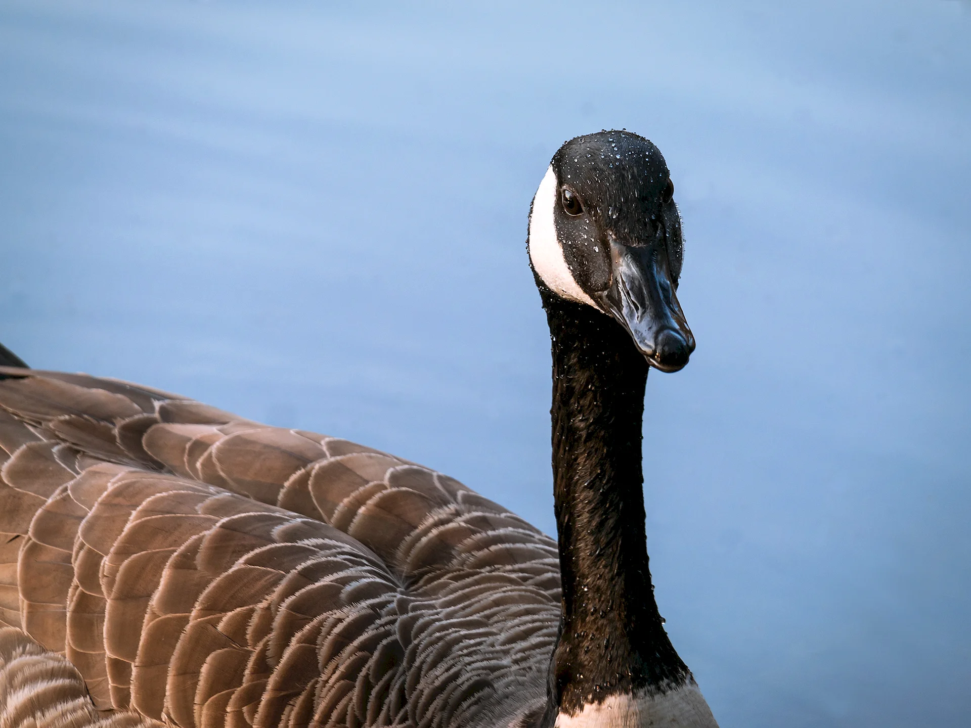 Black Goose Wallpaper