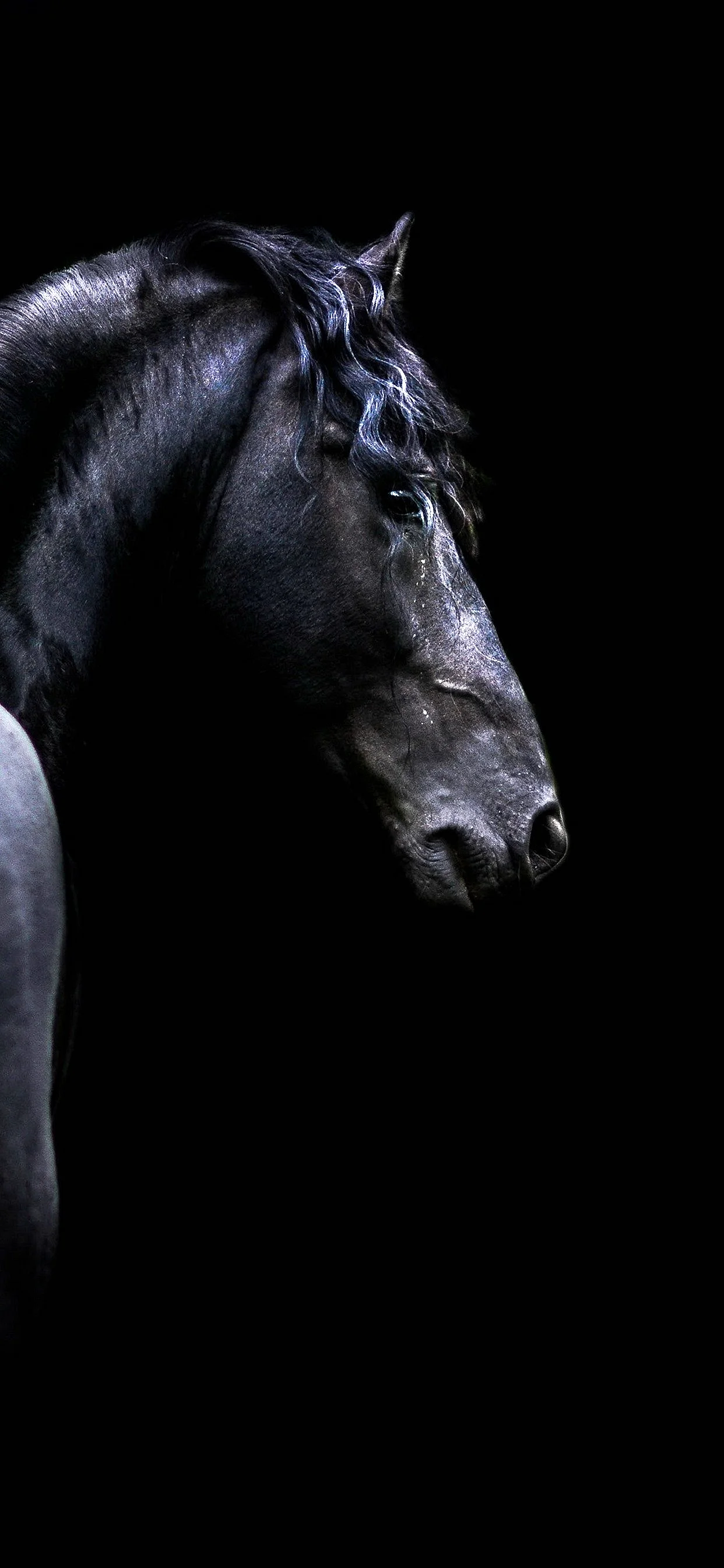 Black Horse Wallpaper For iPhone